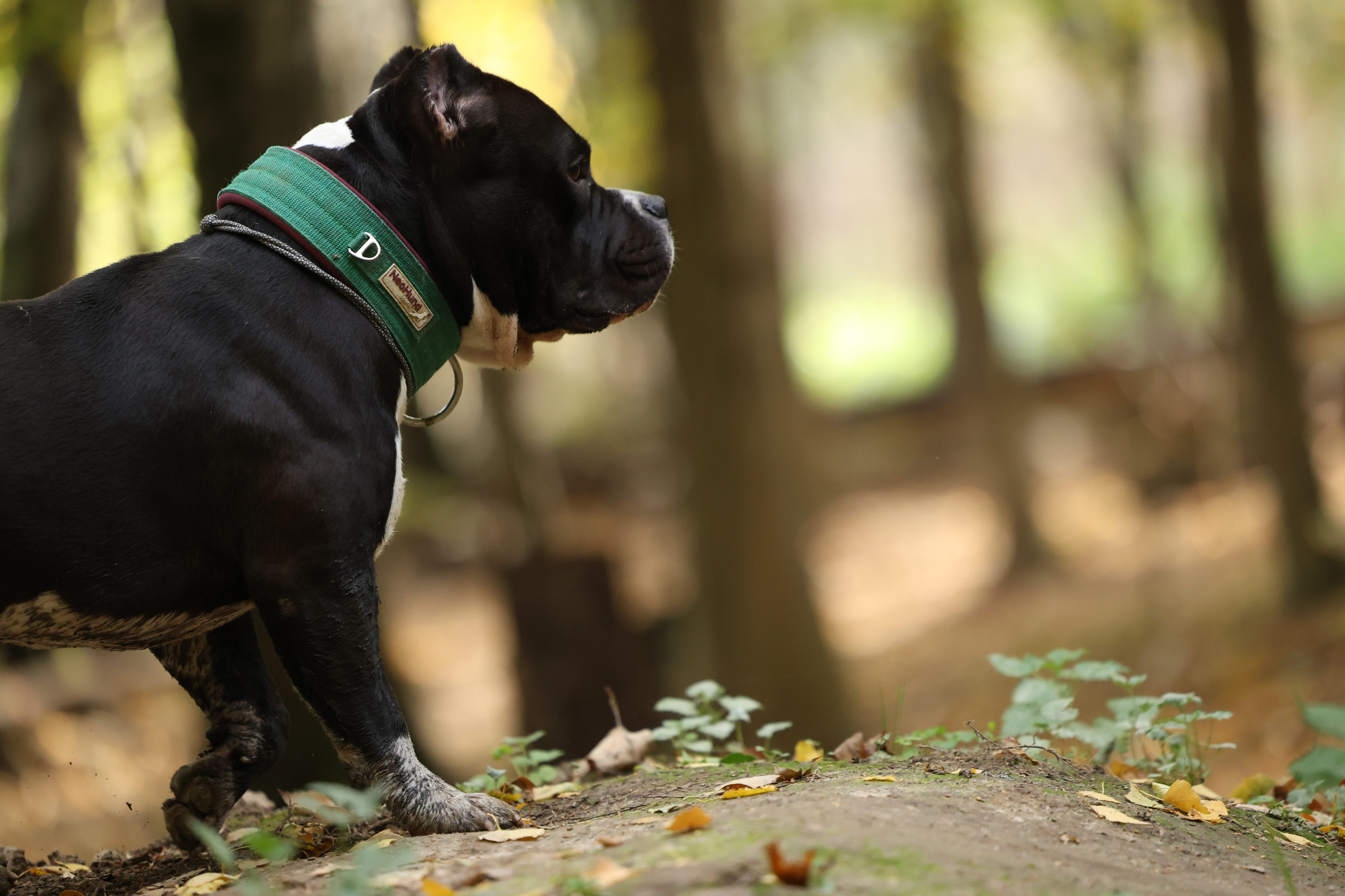 Бумер. Виктория Михайловская. Фотограф-анималист. Москва
