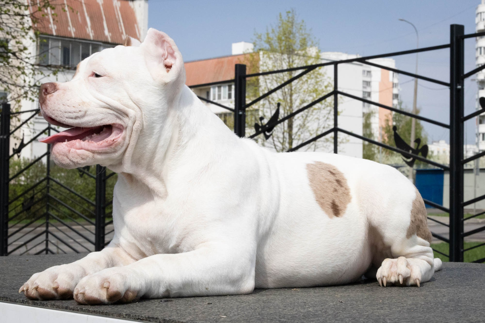 Щенки. Виктория Михайловская. Фотограф-анималист. Москва