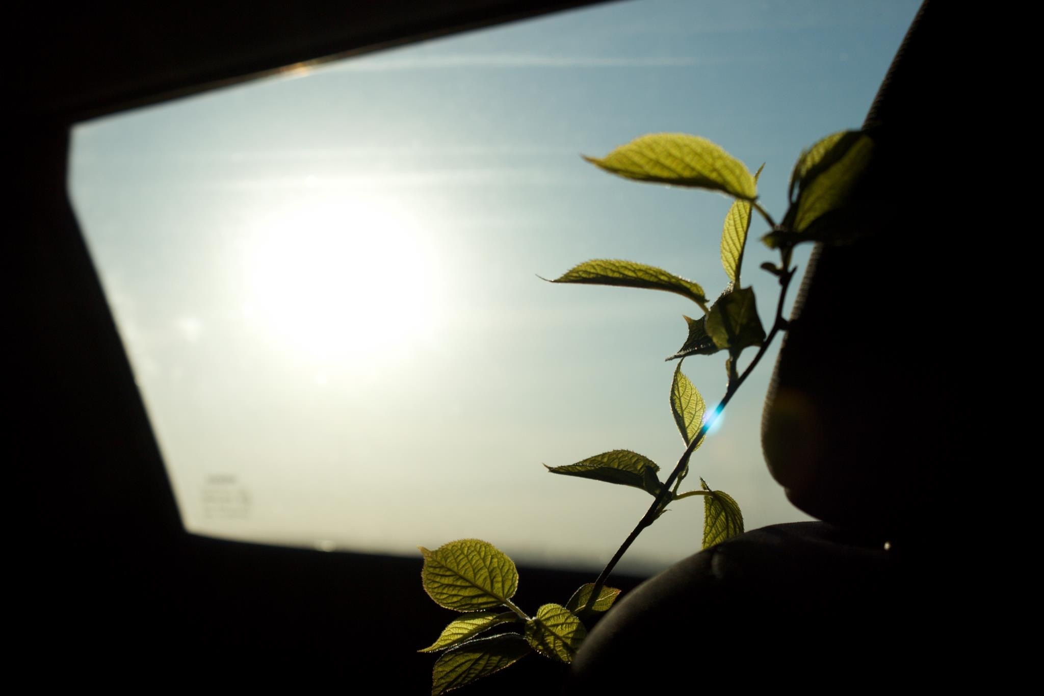 Природа. Polyframe