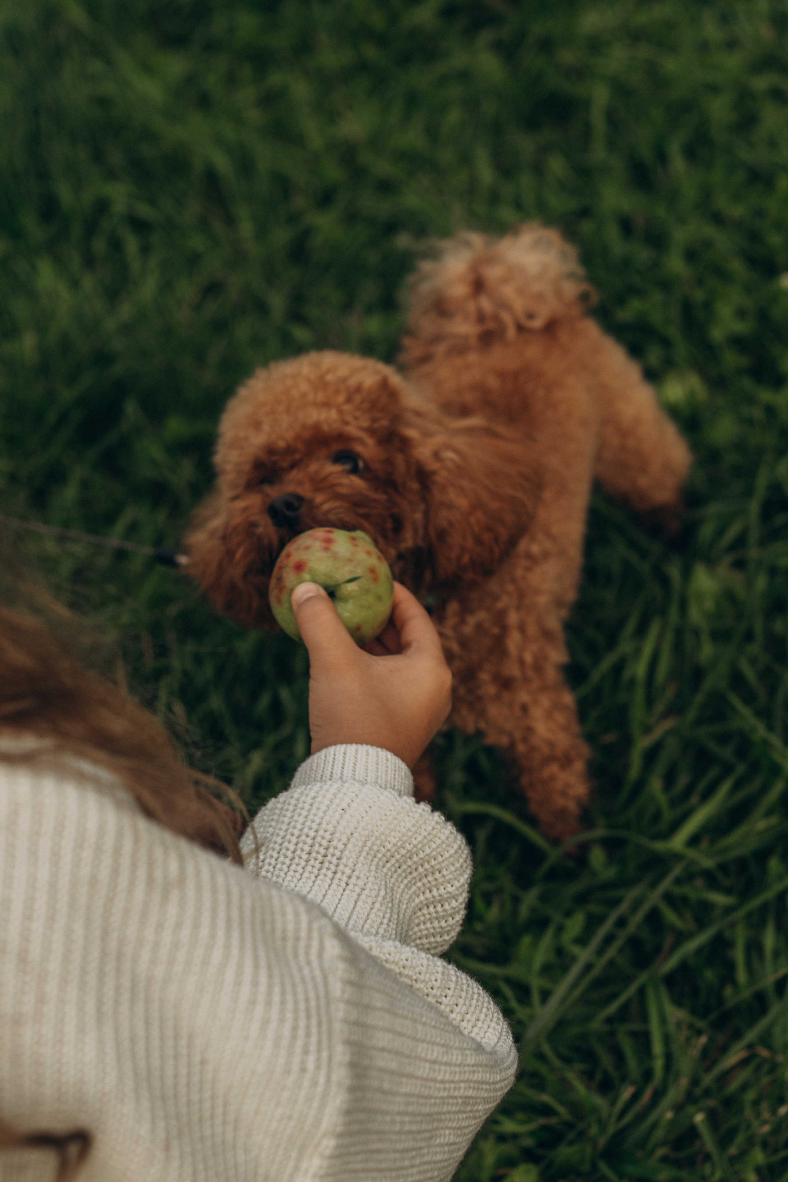 В яблоневых садах. Гаврилова Настя семейный фотограф lifestyle в Москве