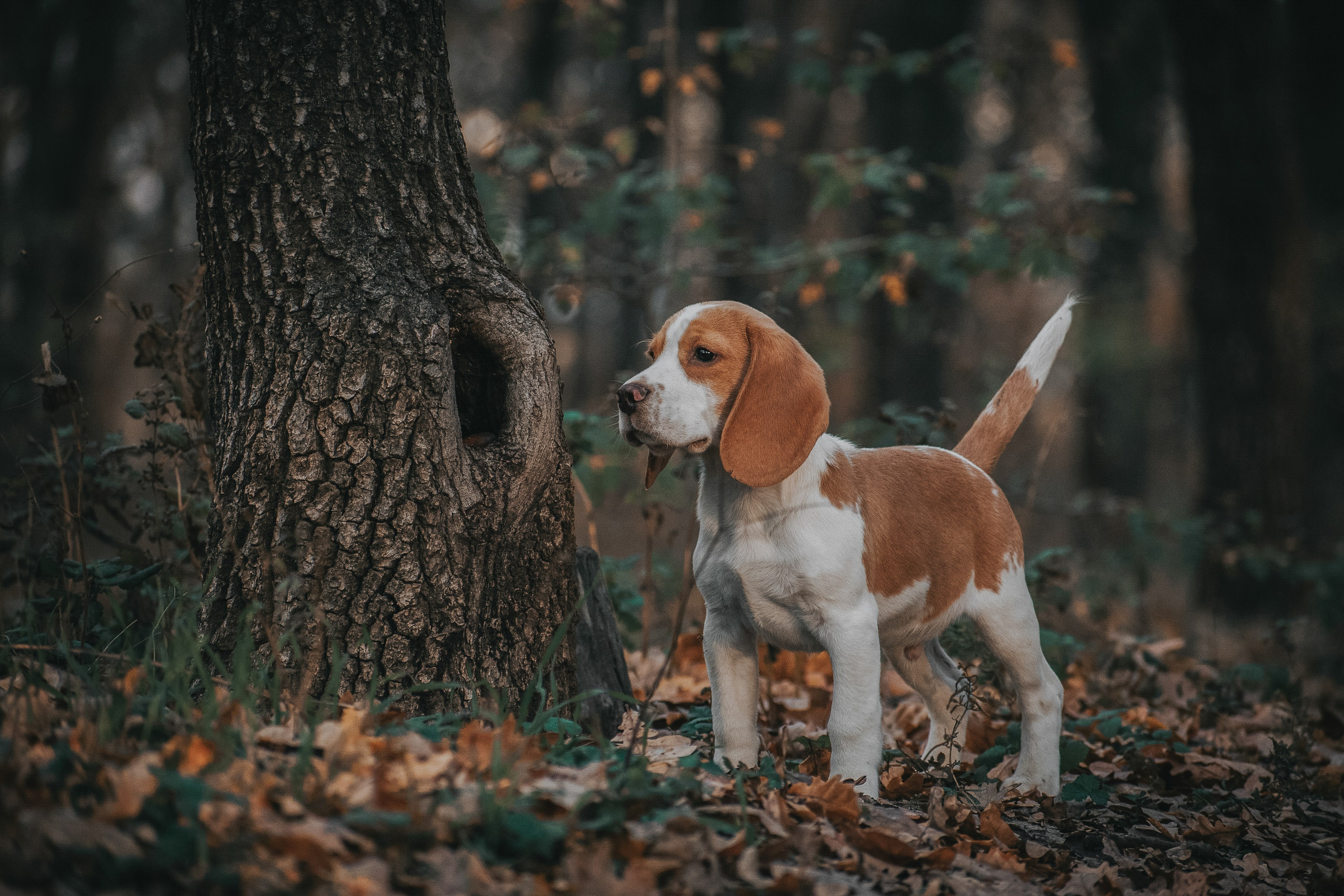 Фотопрогулки. Фотограф анималист в Ростове I Гончарова Анна