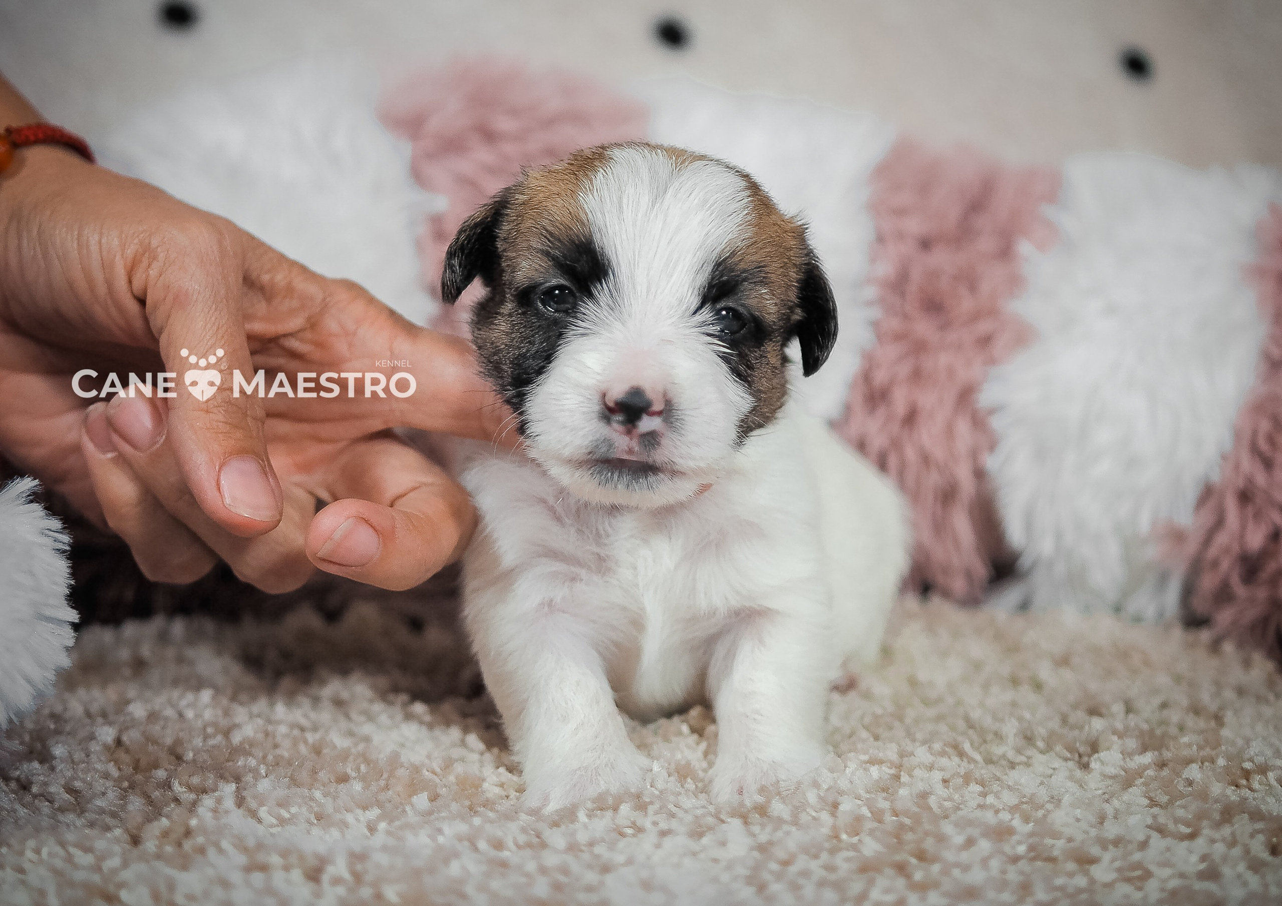 Щенок кобель ДРТ. КАНЕ МАЭСТРО — питомник Джек рассел терьеров