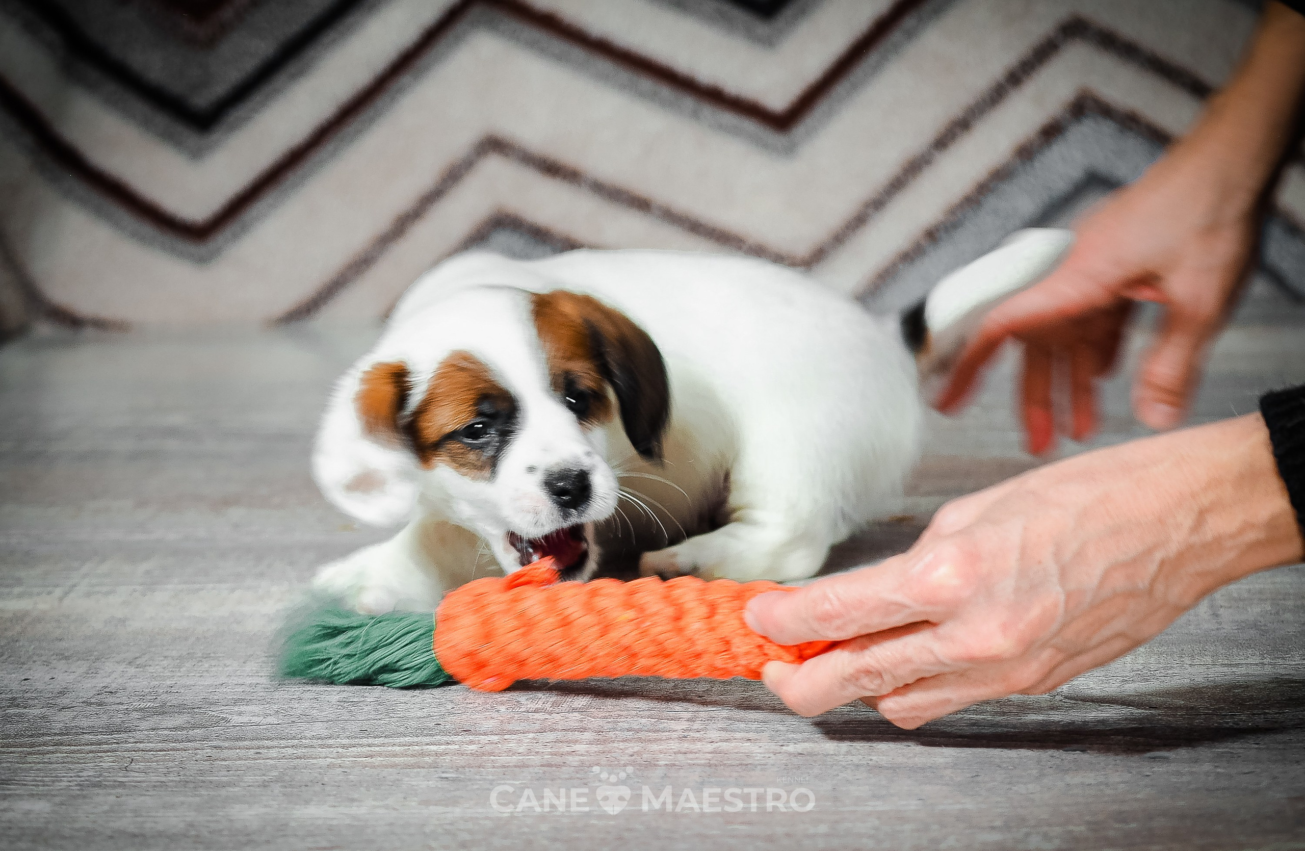 1КОБЛ_МОНОКЛЬ_Ц_ЛИТТЕР. CANE MAESTRO — kennel Jack Russell Terrier