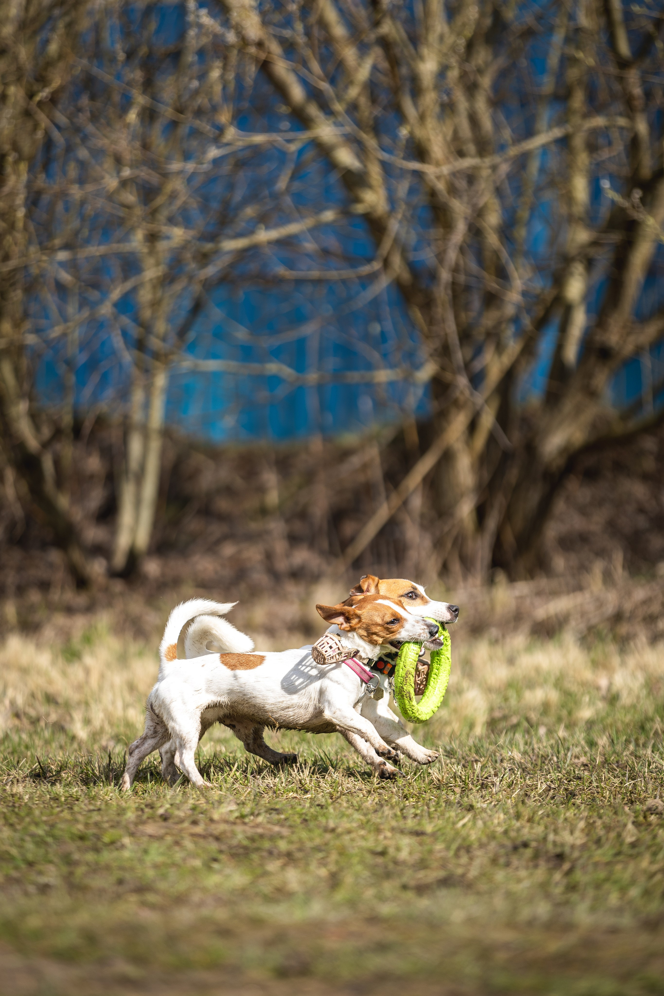 Догтуса 24.03.2024. Ирина Голомб|Фотограф-анималист в  Сочи и Калининграде