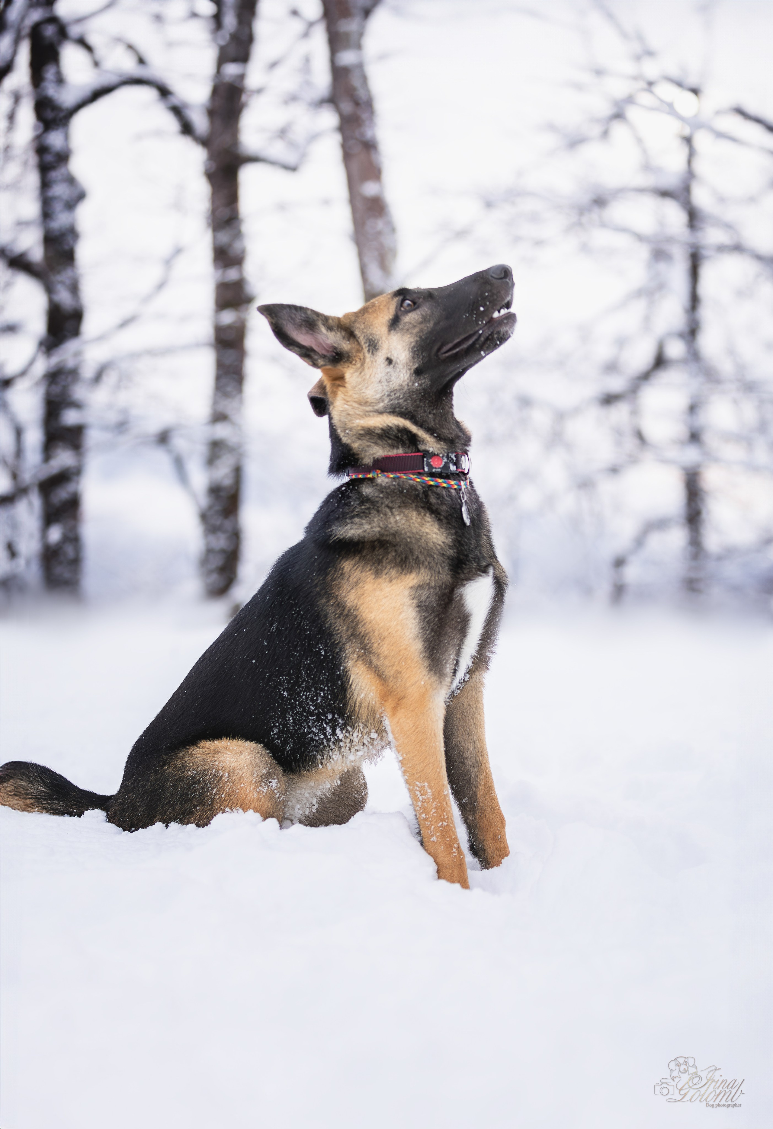 Догтуса Тропа Ефремова. Ирина Голомб|Фотограф-анималист в  Сочи и Калининграде