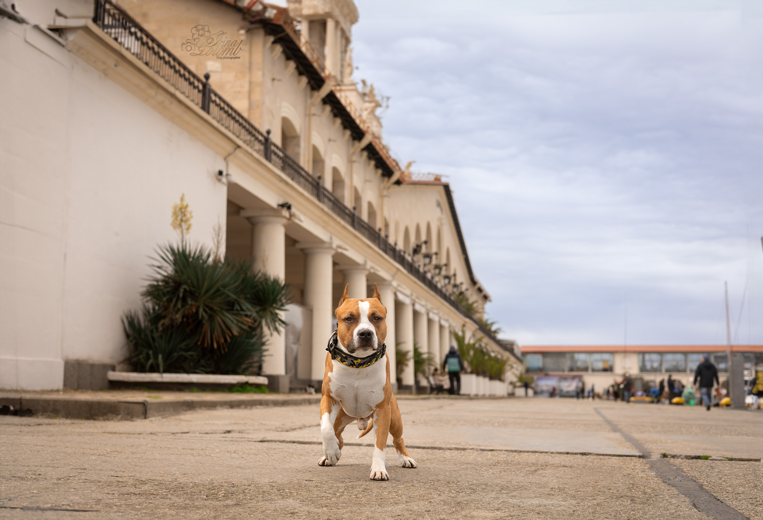Джастин, Стаффорд. Ирина Голомб|Фотограф-анималист в  Сочи и Калининграде