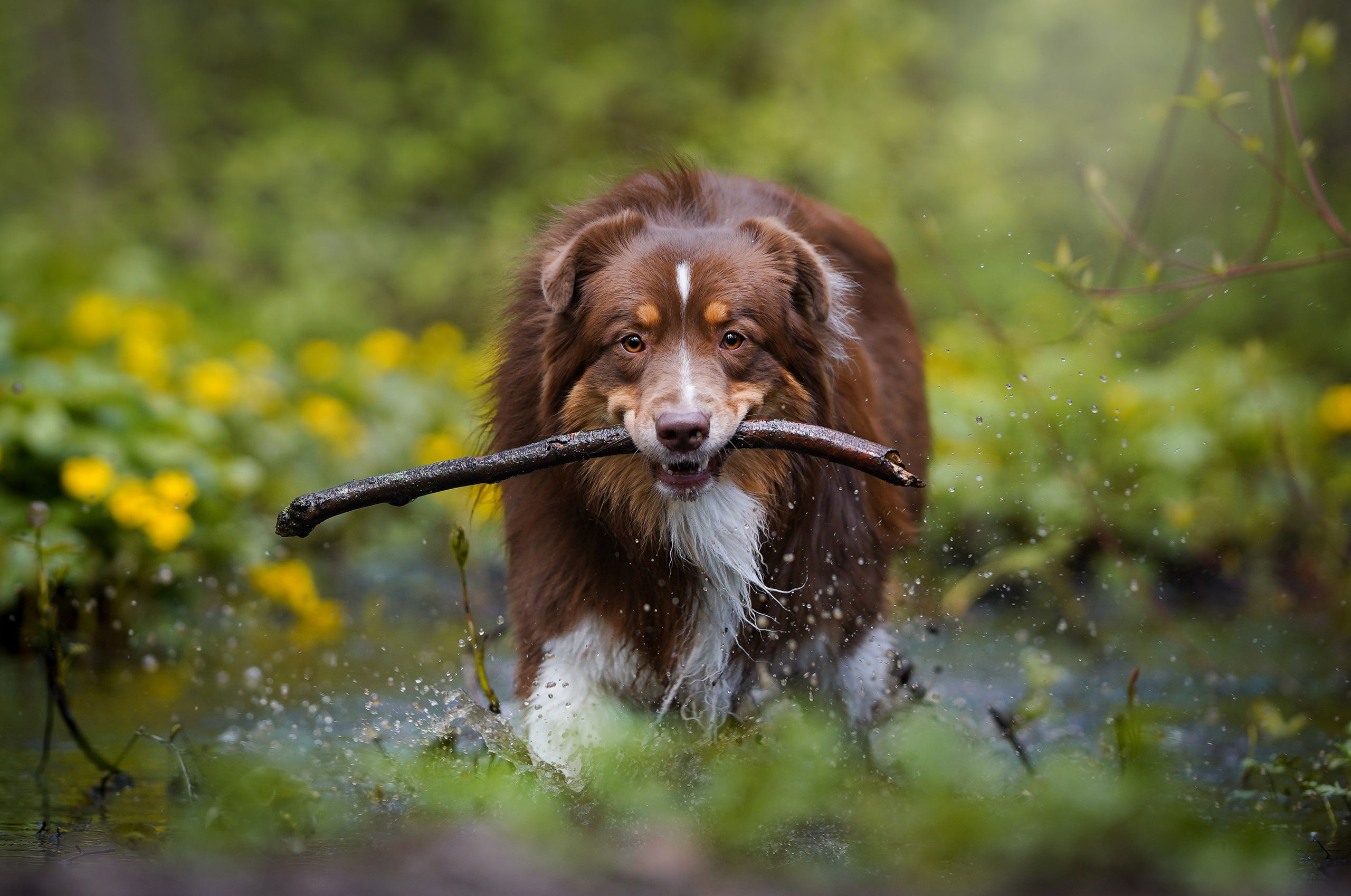Рокки и Гермиона. Фотограф-анималист в Санкт-Петербурге Яна Мартынова