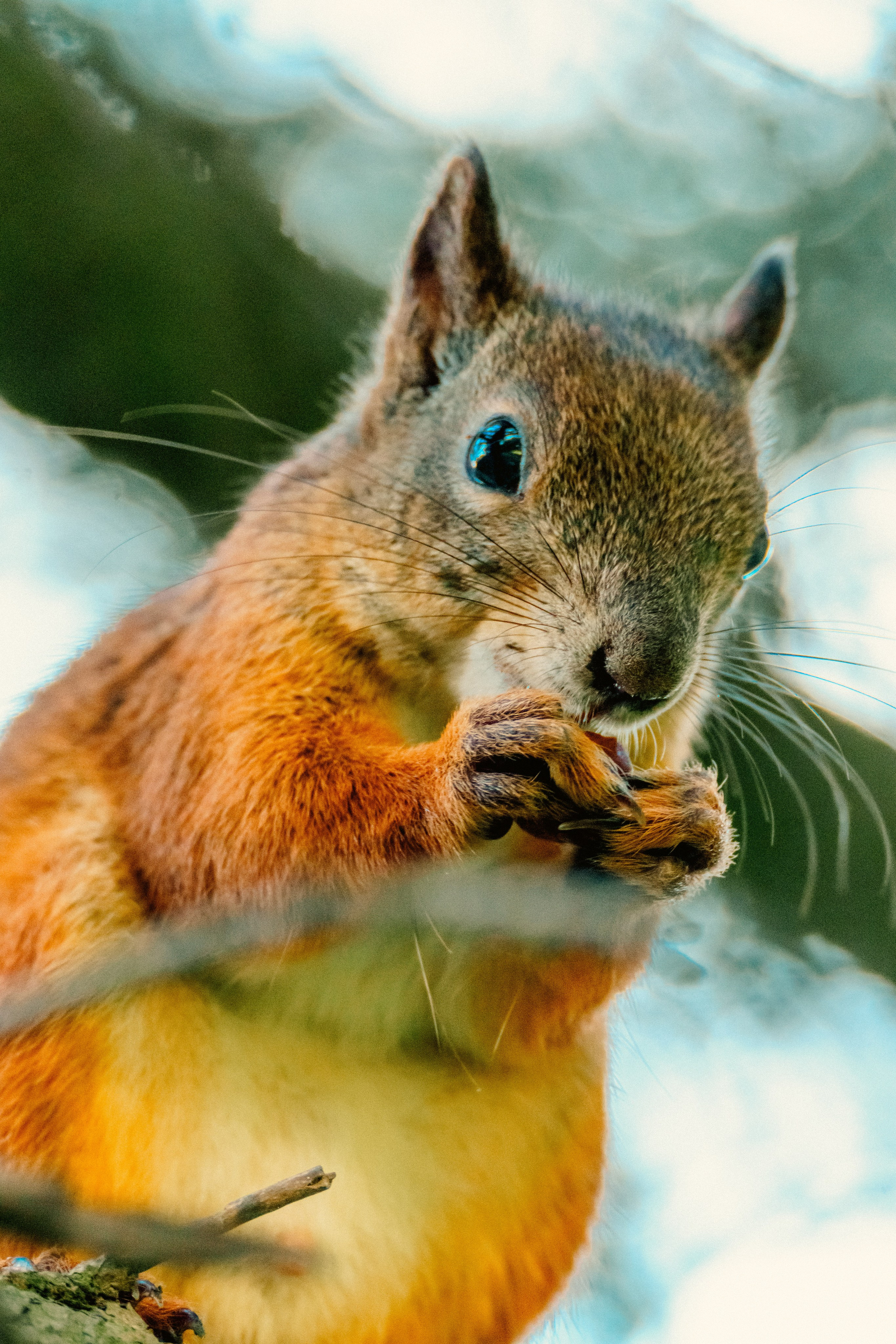 Животные. Фотограф в Санкт-Петербурге Ибрагимова Алина
