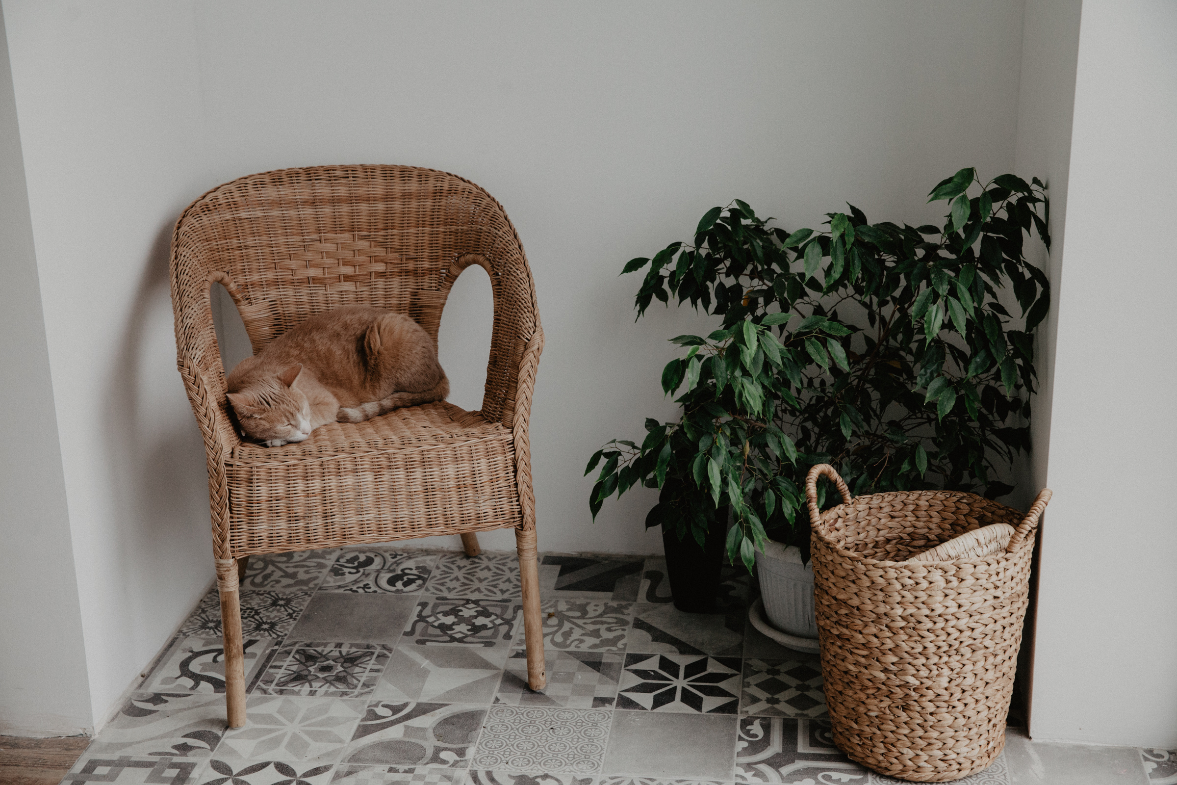 Шесть ног и 4 лапы. Свадебный и семейный фотограф в Краснодаре