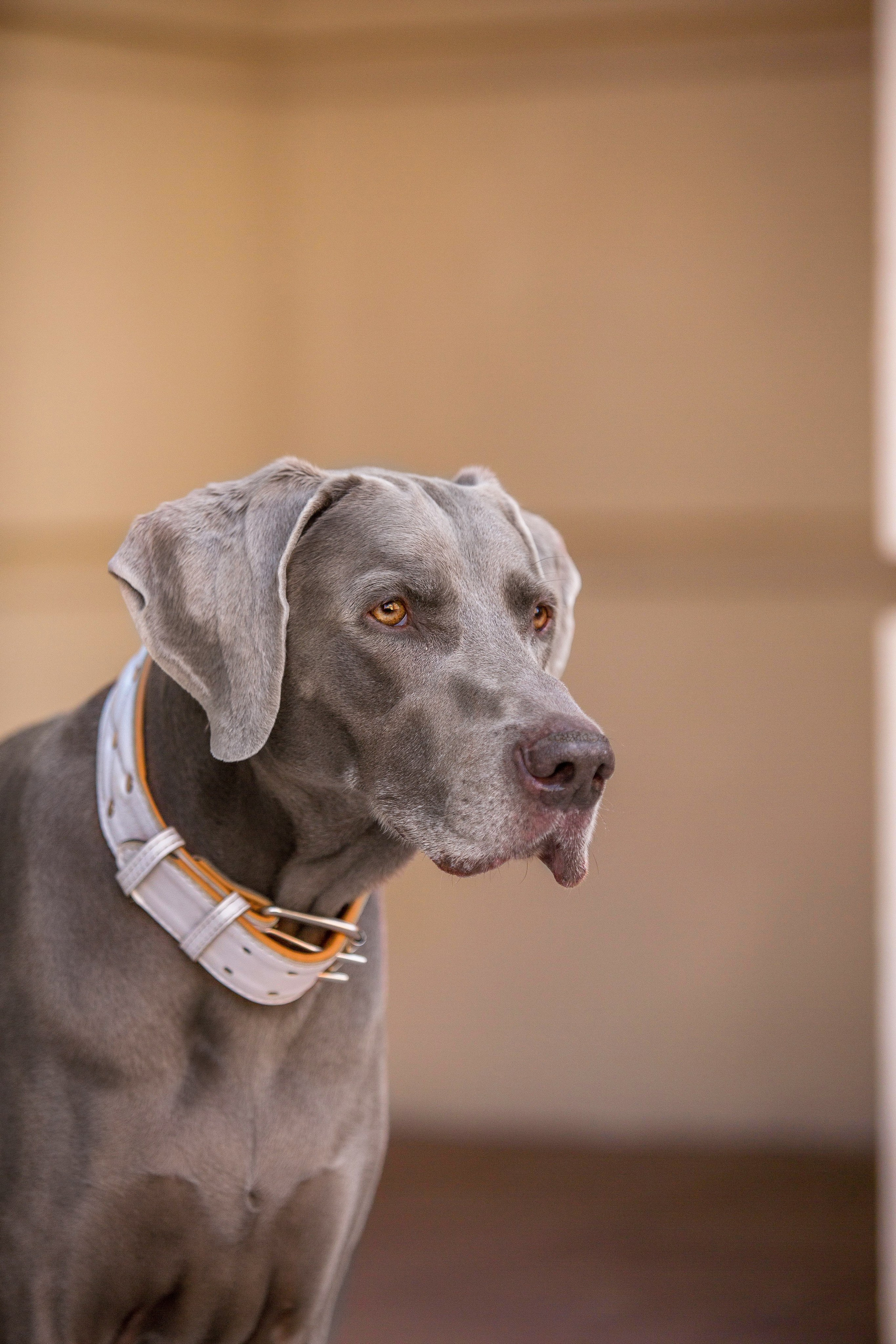 Евгения и Данте. Https://moshkovaphoto.ru/