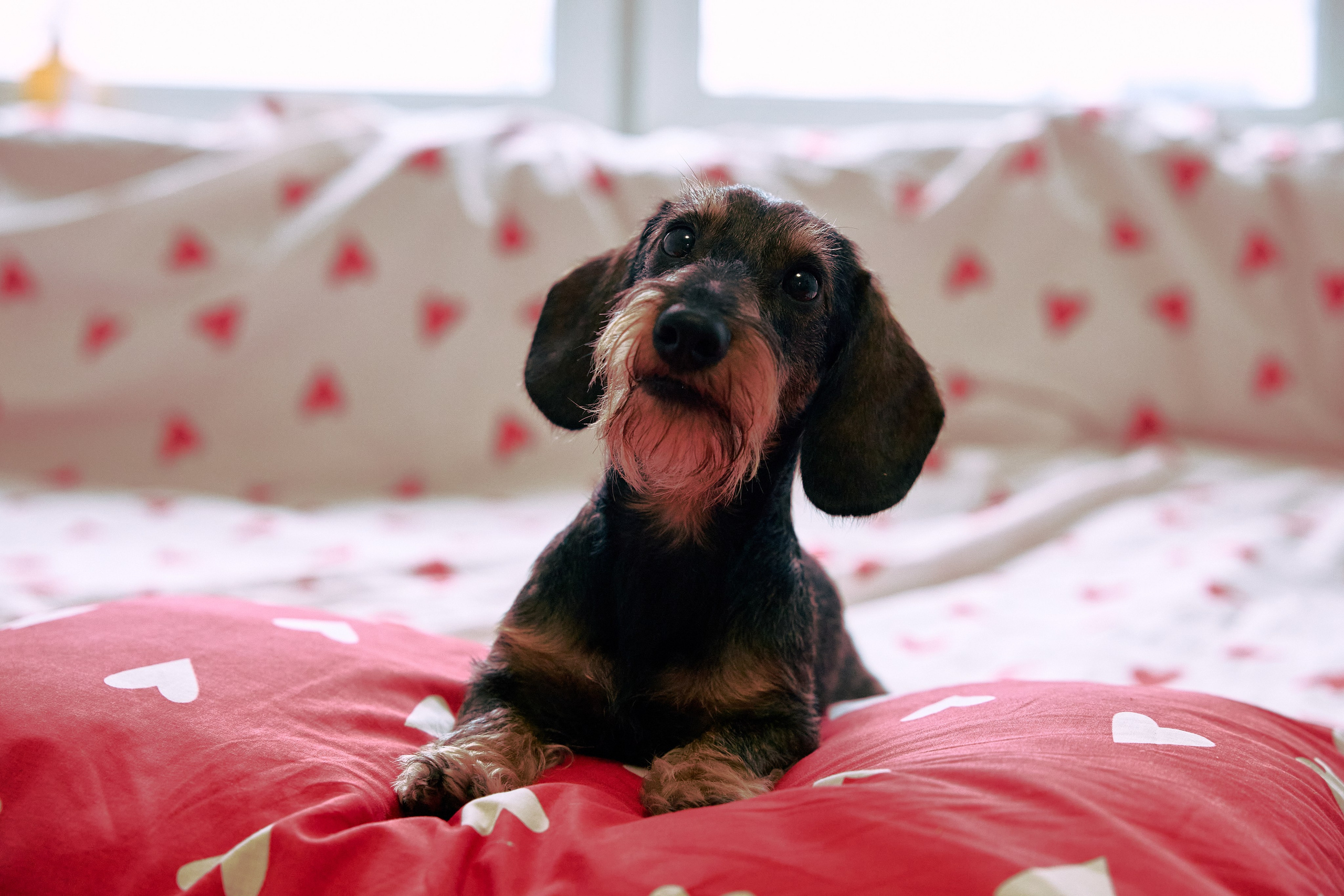 Фотосъёмка животных. Предметный и репортажный фотограф Алексей Кротов