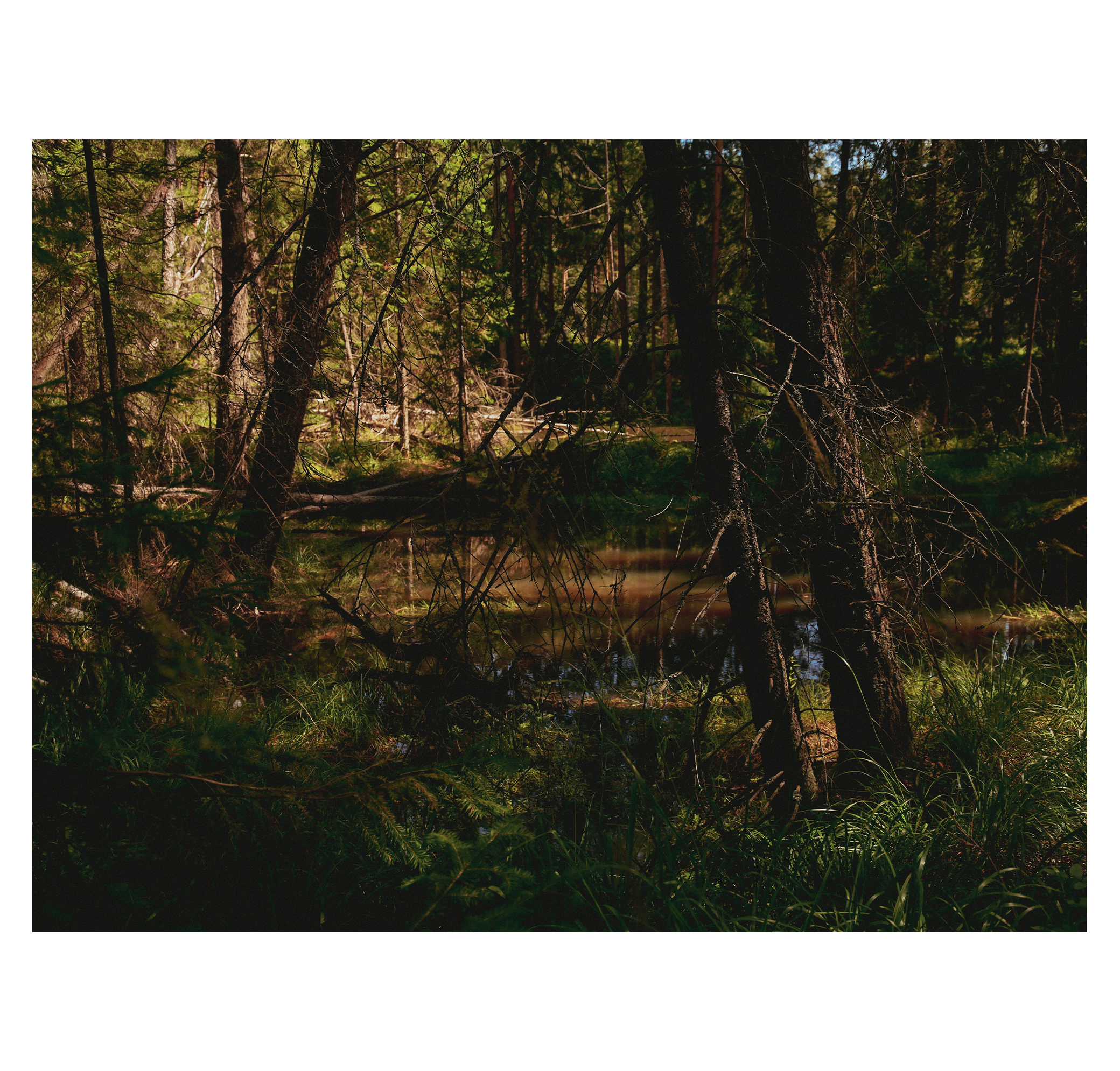 Summer hike. Фотограф/дизайнер в Екатеринбурге Хитрый Дмитрий