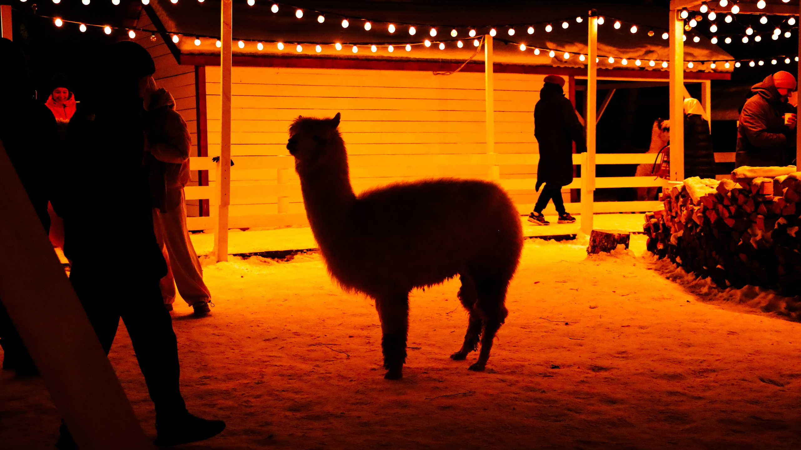 Alpaca park. Фотограф/дизайнер в Екатеринбурге Хитрый Дмитрий