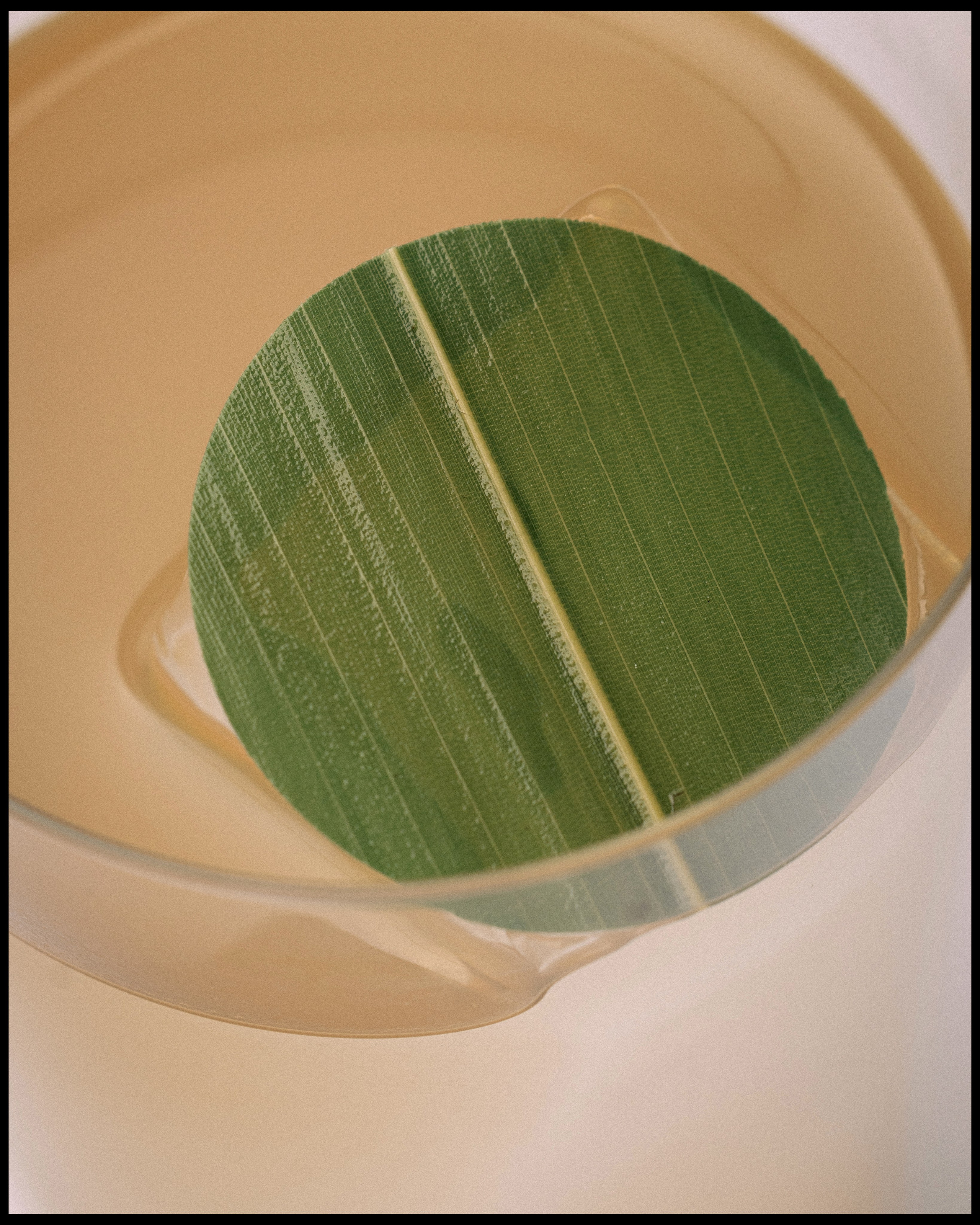 PANNO x VANO. Ivan Petrov photographer