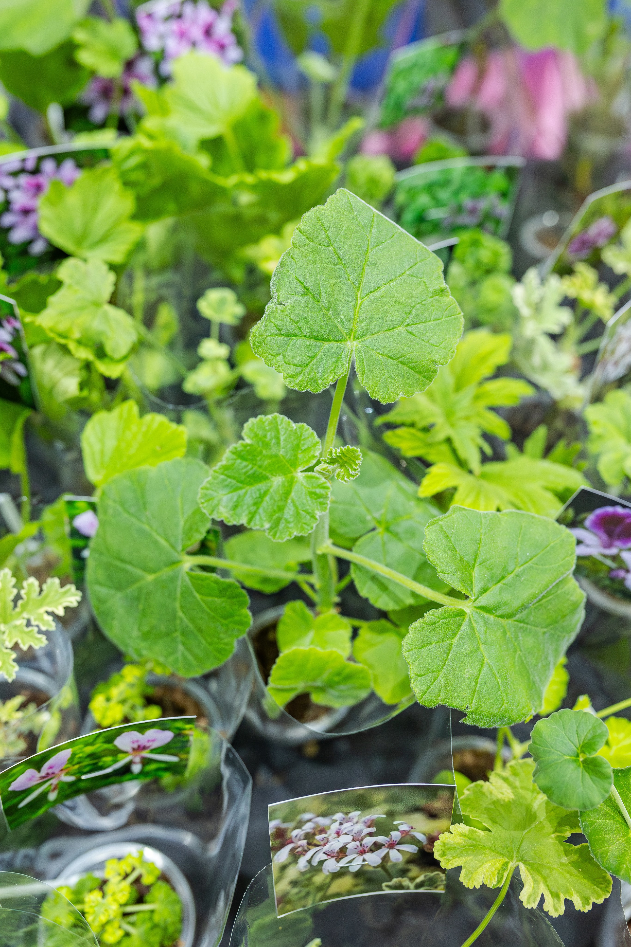 Монстериум апрель 2026. Александра Куликова фотограф, Москва