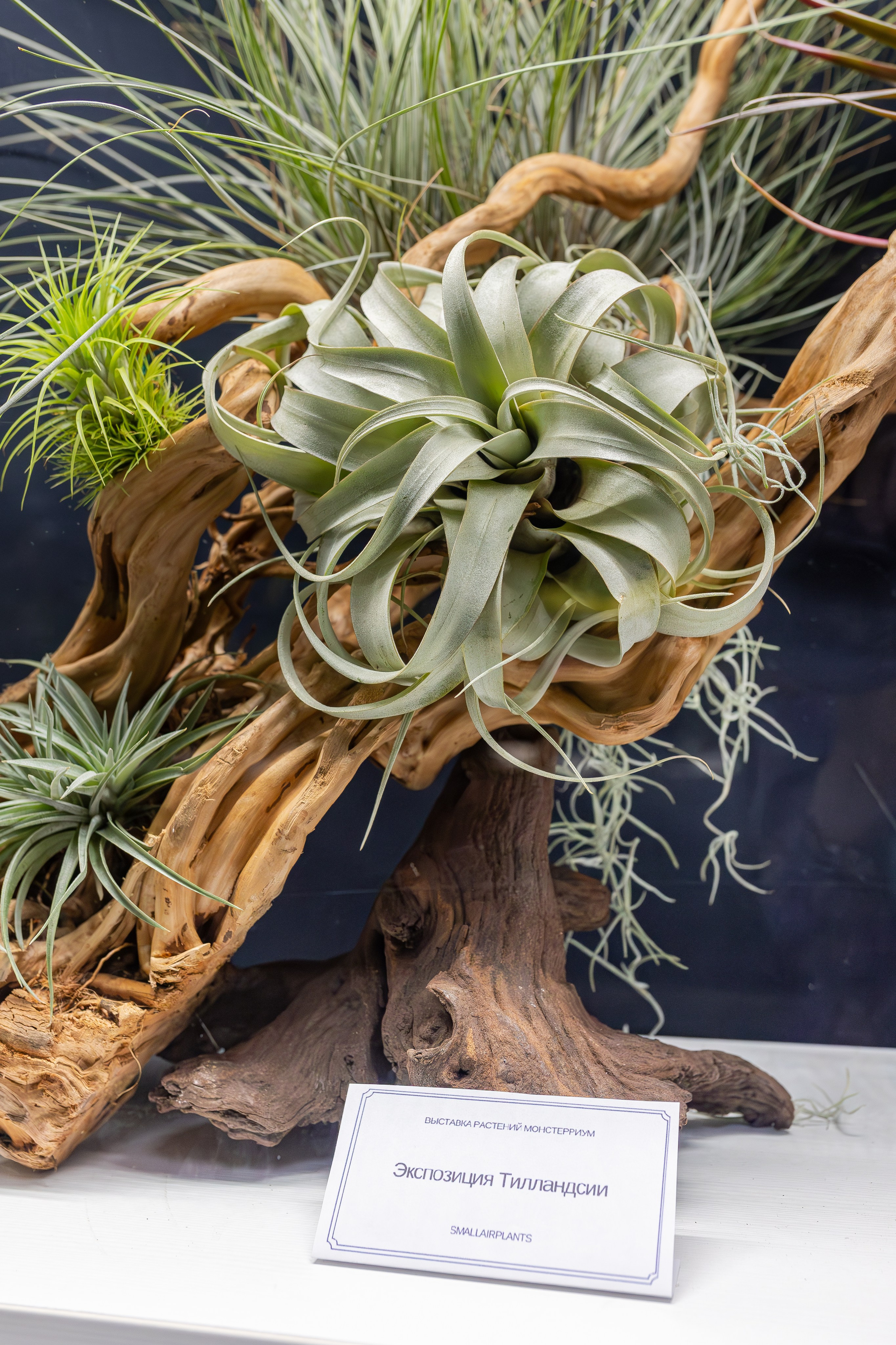 Монстериум апрель 2026. Александра Куликова фотограф, Москва