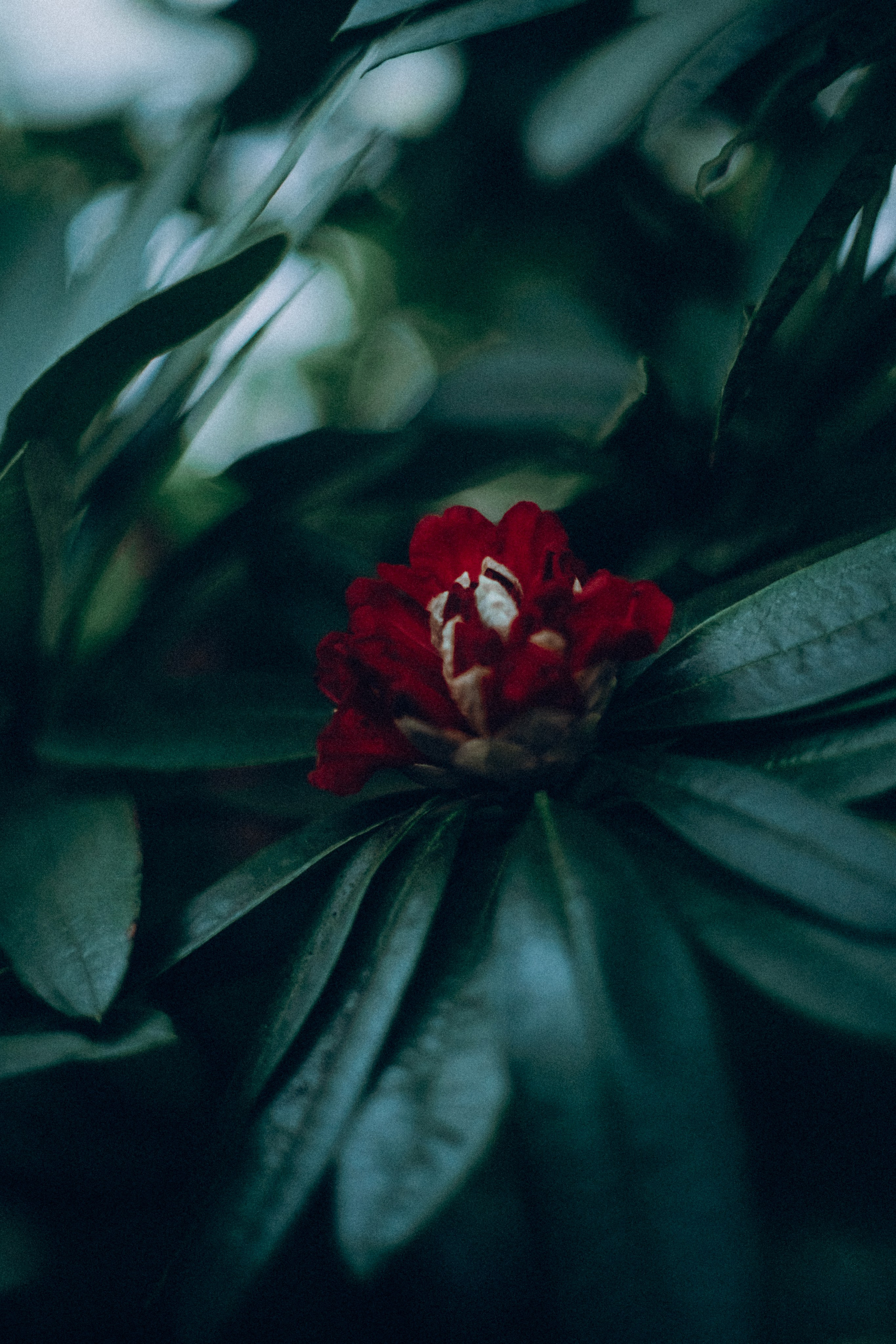 Botanical. Портретный и свадебный фотограф в Москве и Санкт-Петербурге. Учитель фотографии онлайн и оффлайн