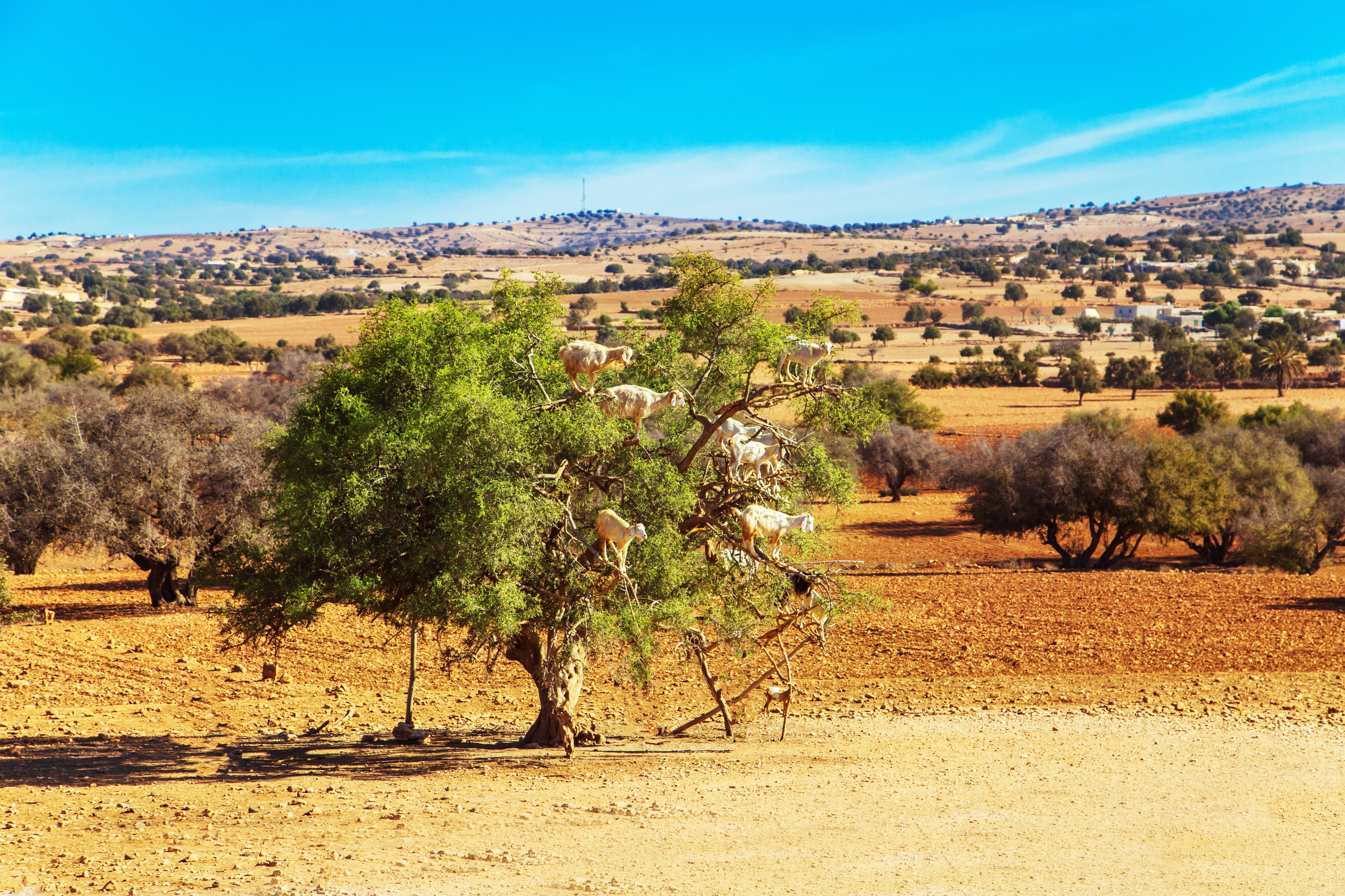 Марокко. Тревел-фотограф Елизавета Ларионова