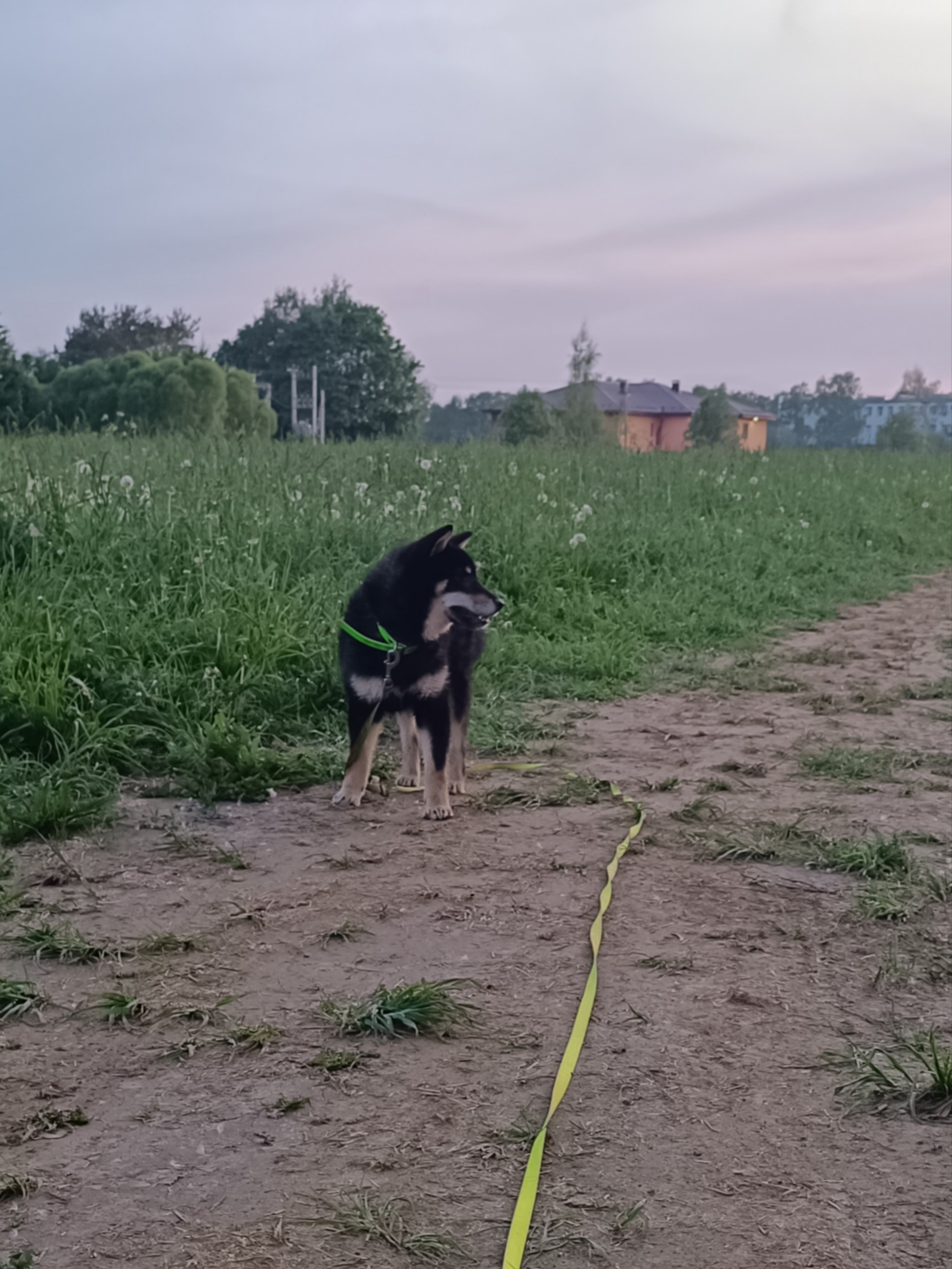 Тáту * Exceligmos Tatsu. Американская акита I Сиба ину I Питомник RUBYLIGHT