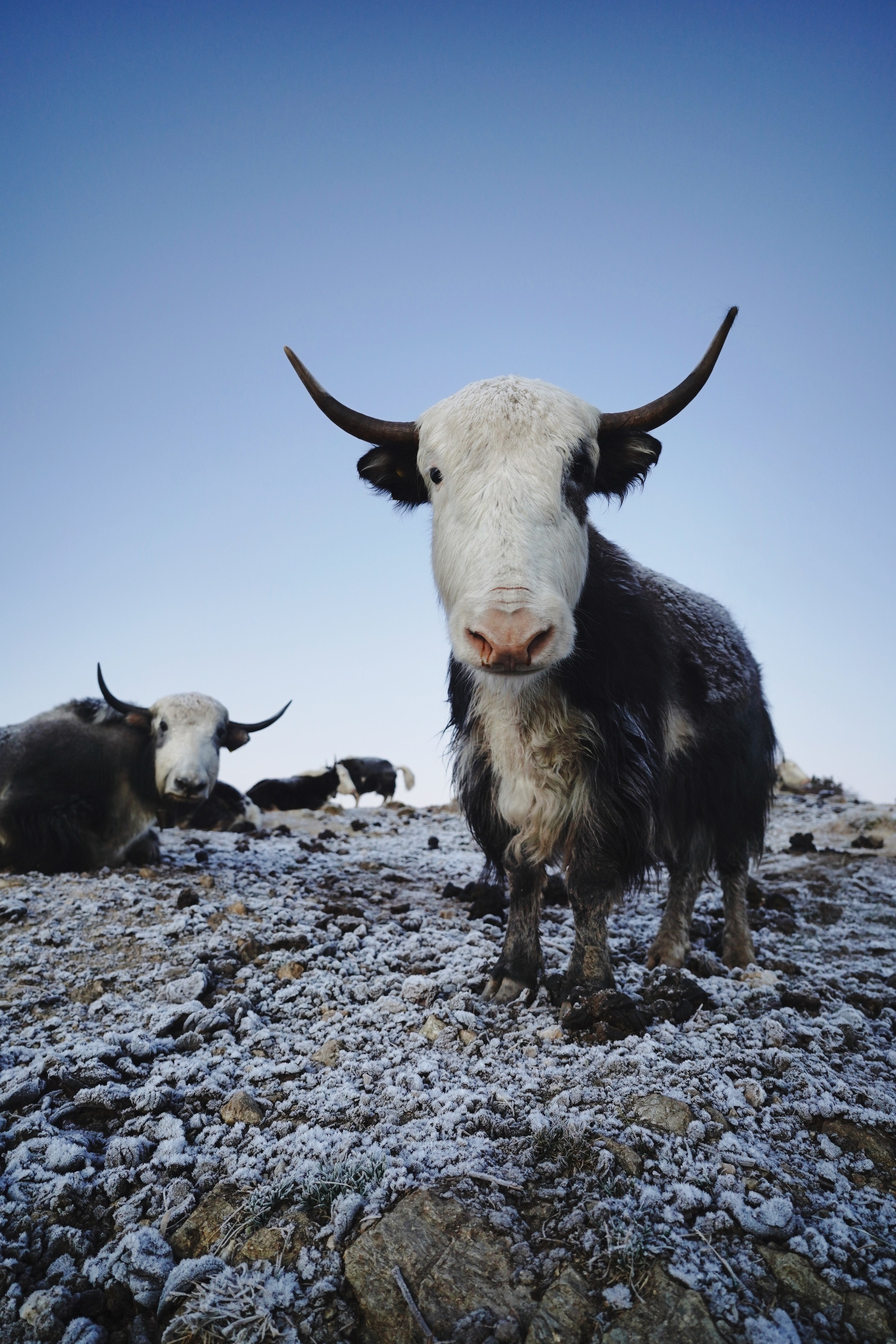 Непал. Фото