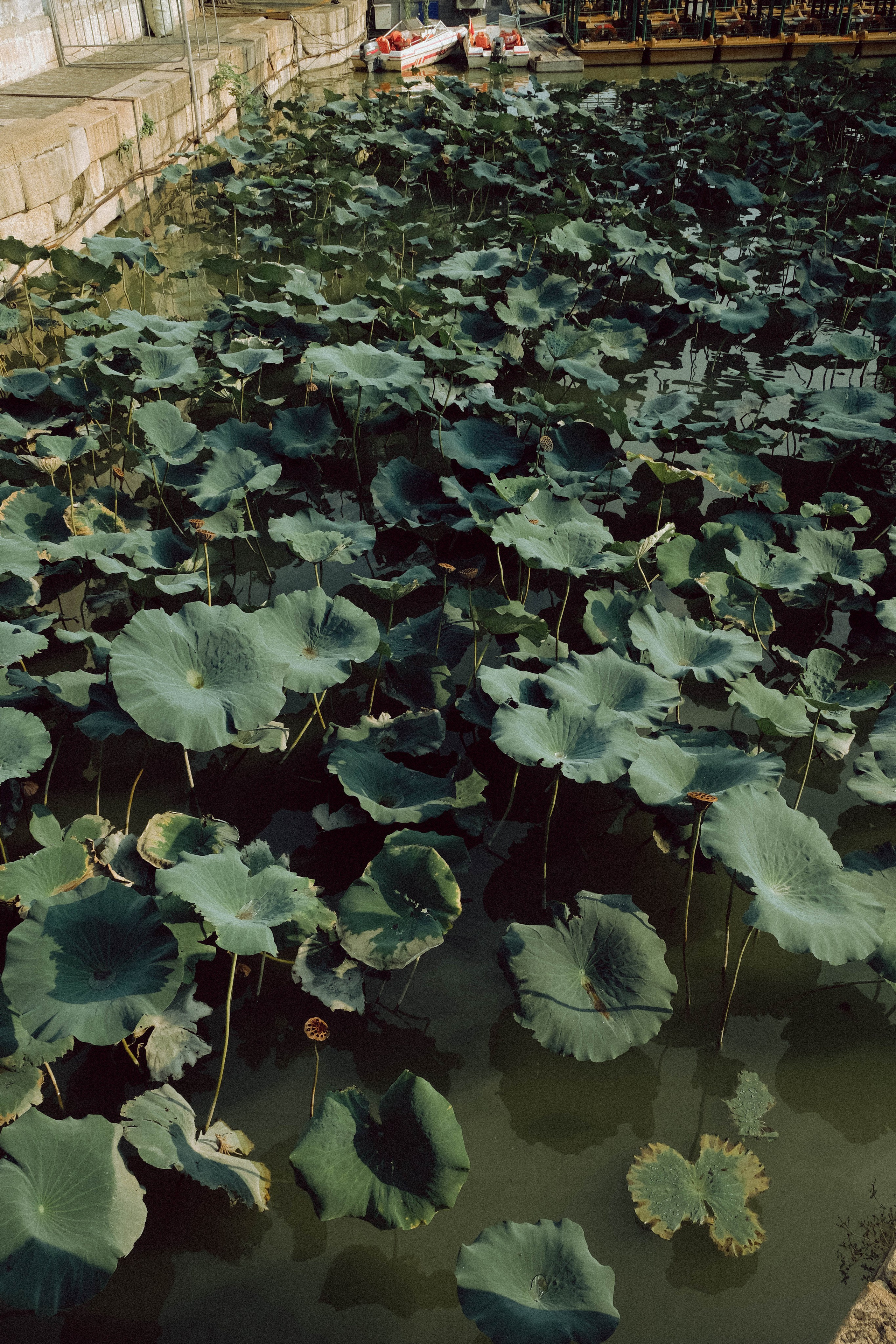 CHINA. ГЛАВНАЯ