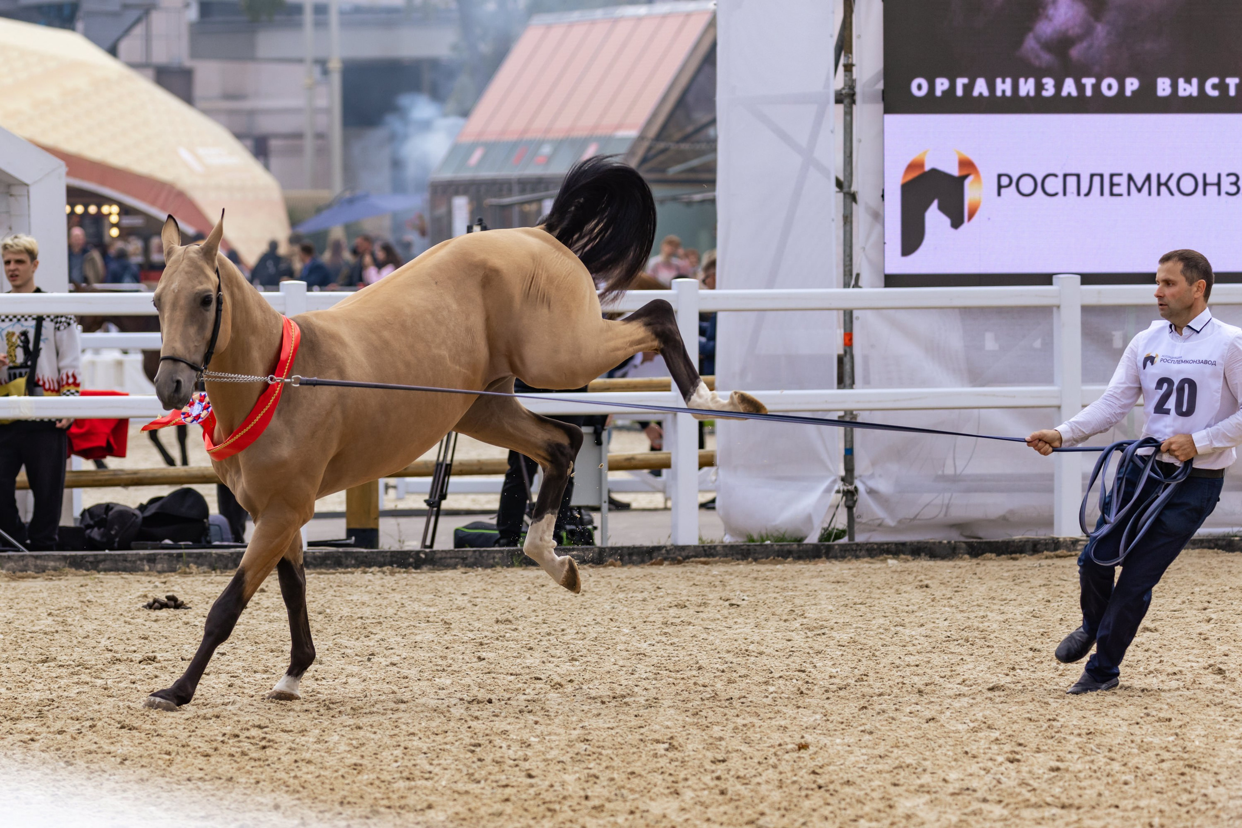 Конные выставки. Mrs.Aquarelia Конный фотограф Марианна Леонтьева