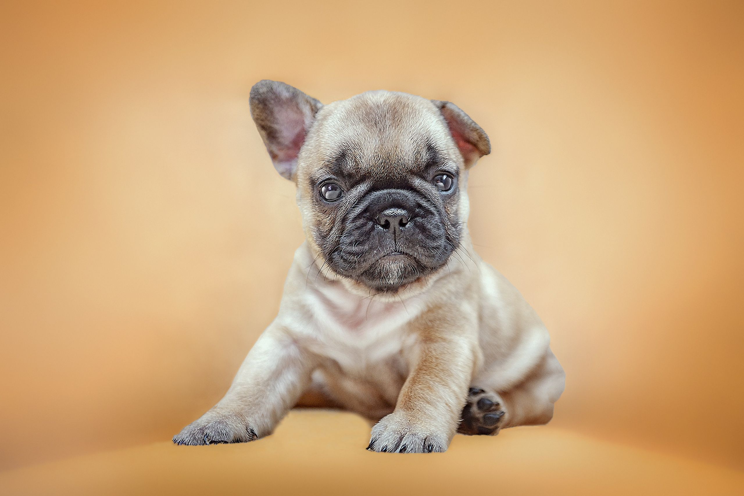 Фотосессия животных в Ижевских, фотограф животных. Детский, семейный фотограф в Ижевске и Москве Аксинья Лысенкова ADEN