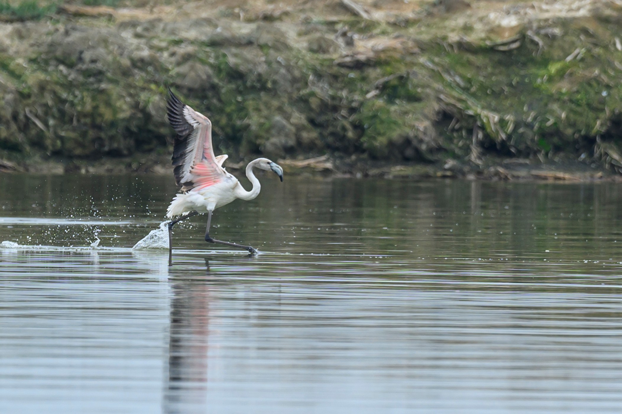 Дагестан. Ноябрь 2025. Фотограф Сергей Пупонин