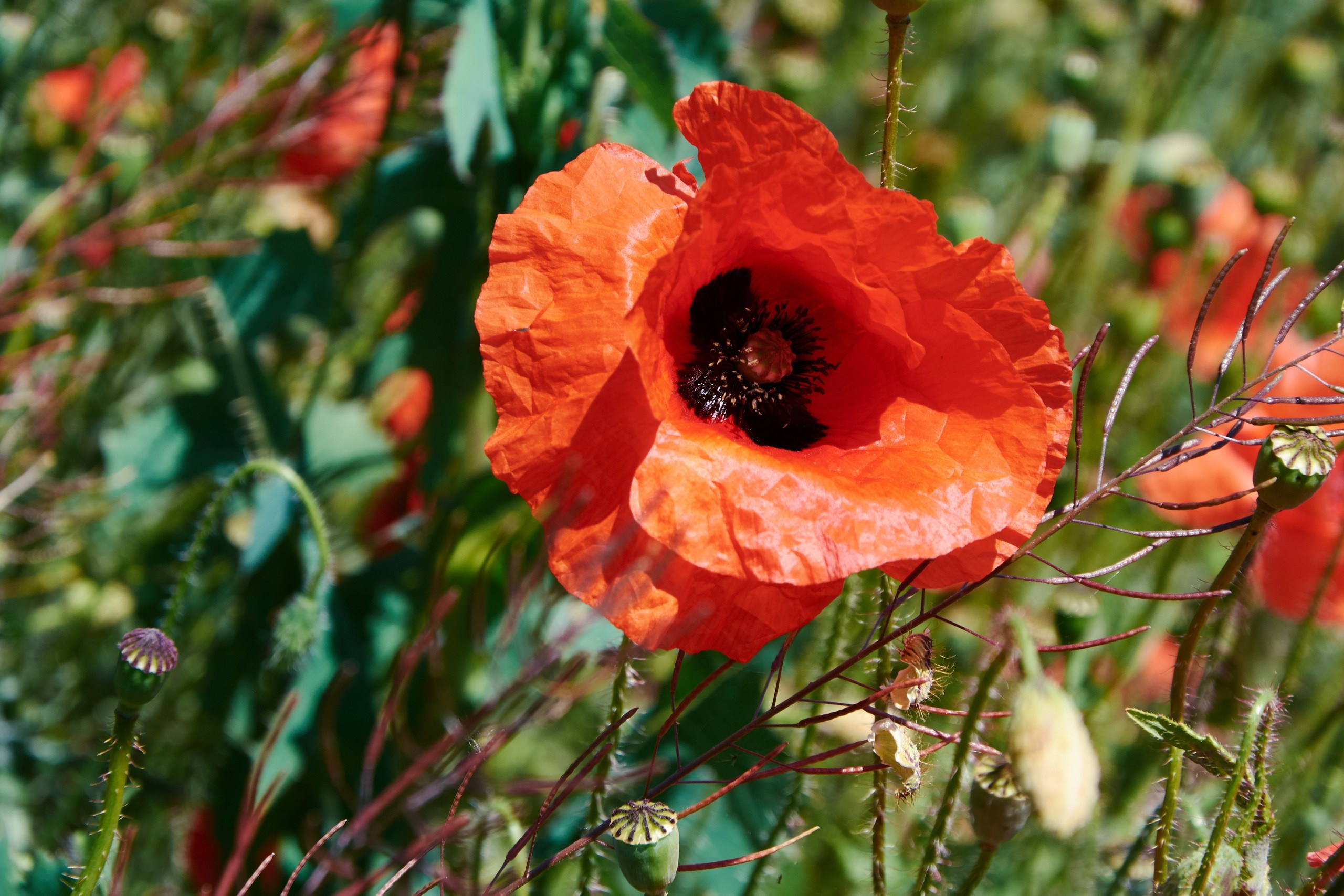 Цветы. Ольга Чёкотова (Фотограф Кострома)