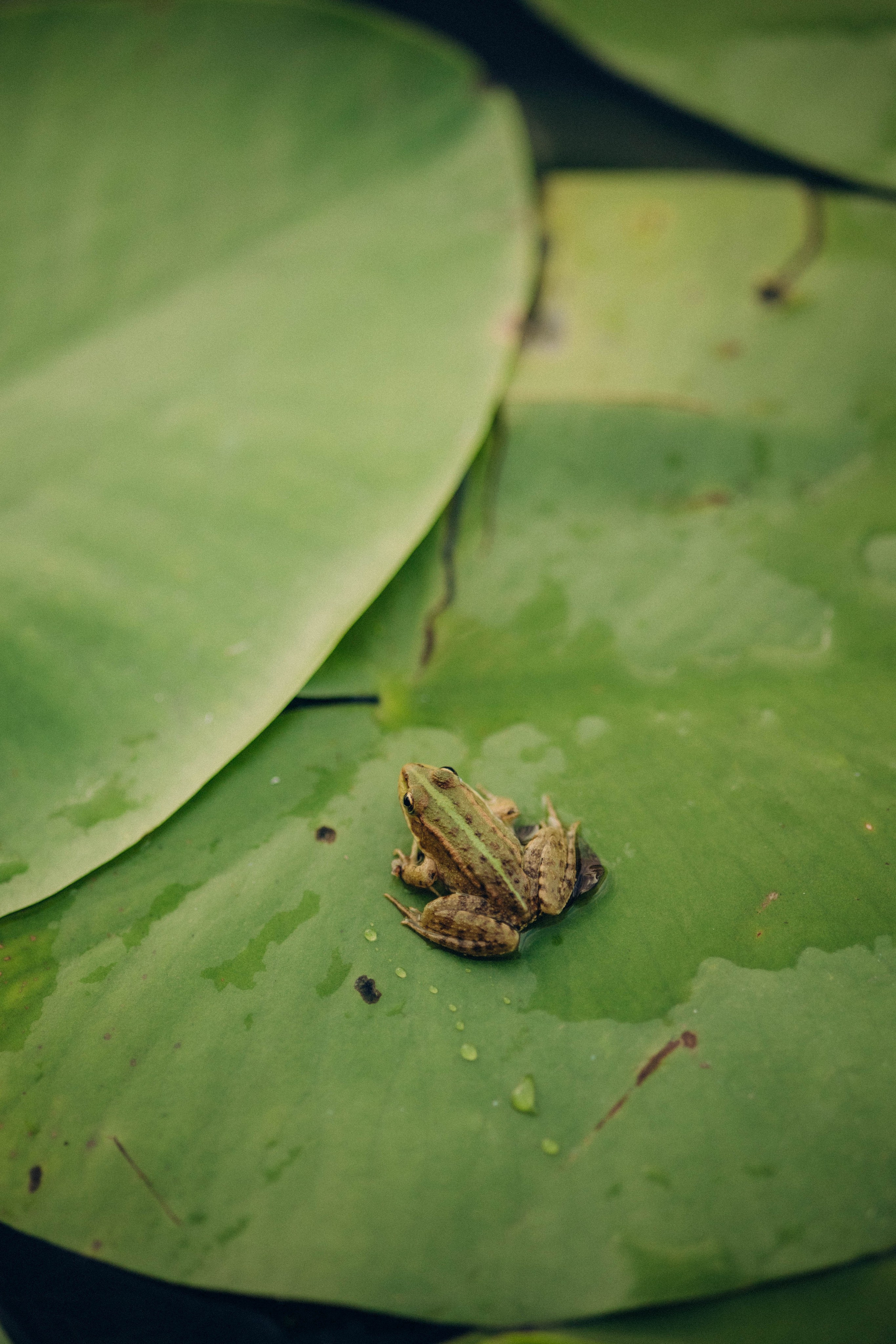 Кувшинки. Главная