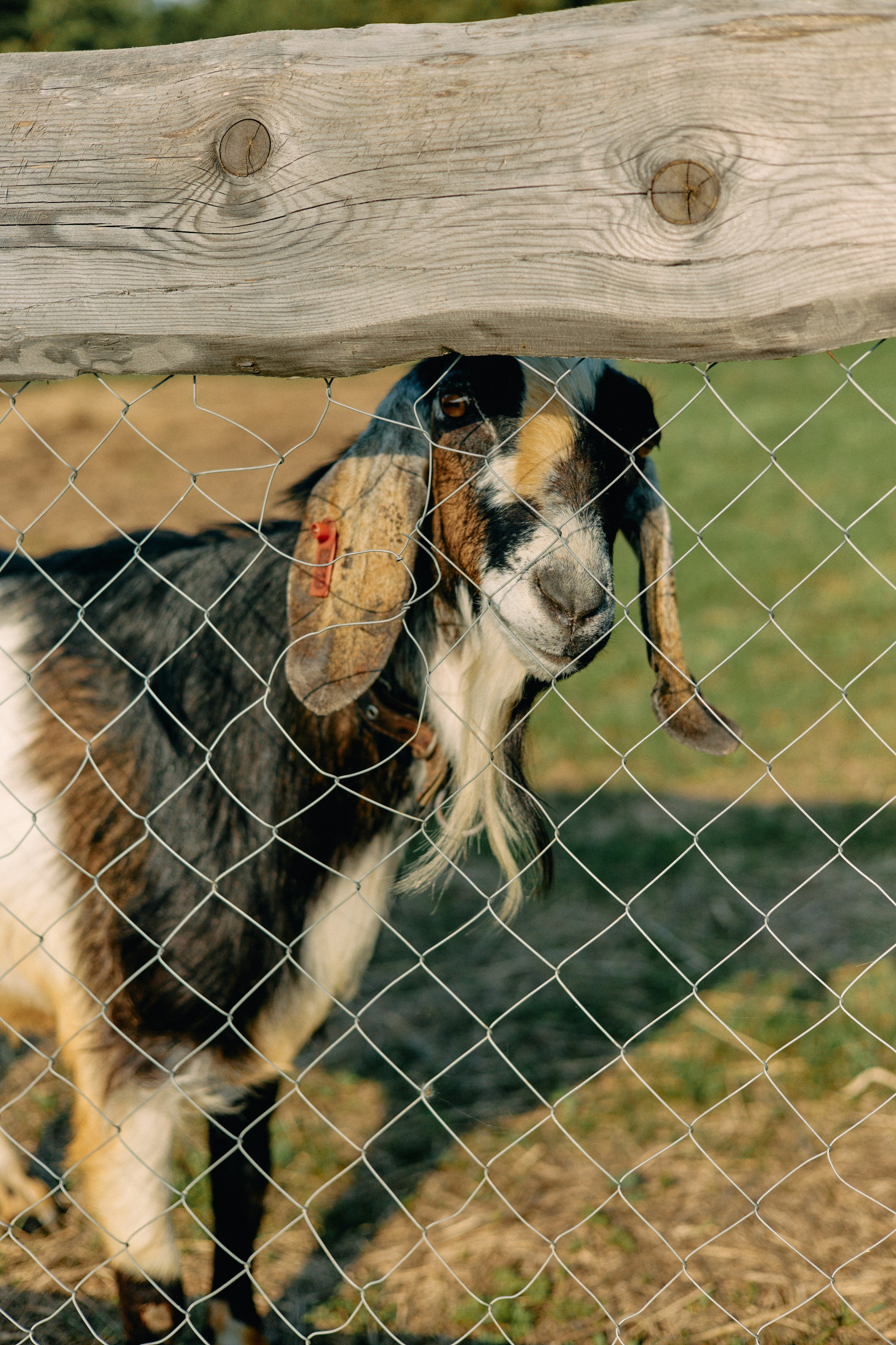 Бутик-отель Поле летом. Профессиональный Фотограф во Владимире, в Москве и в Суздале — Полина Романычева