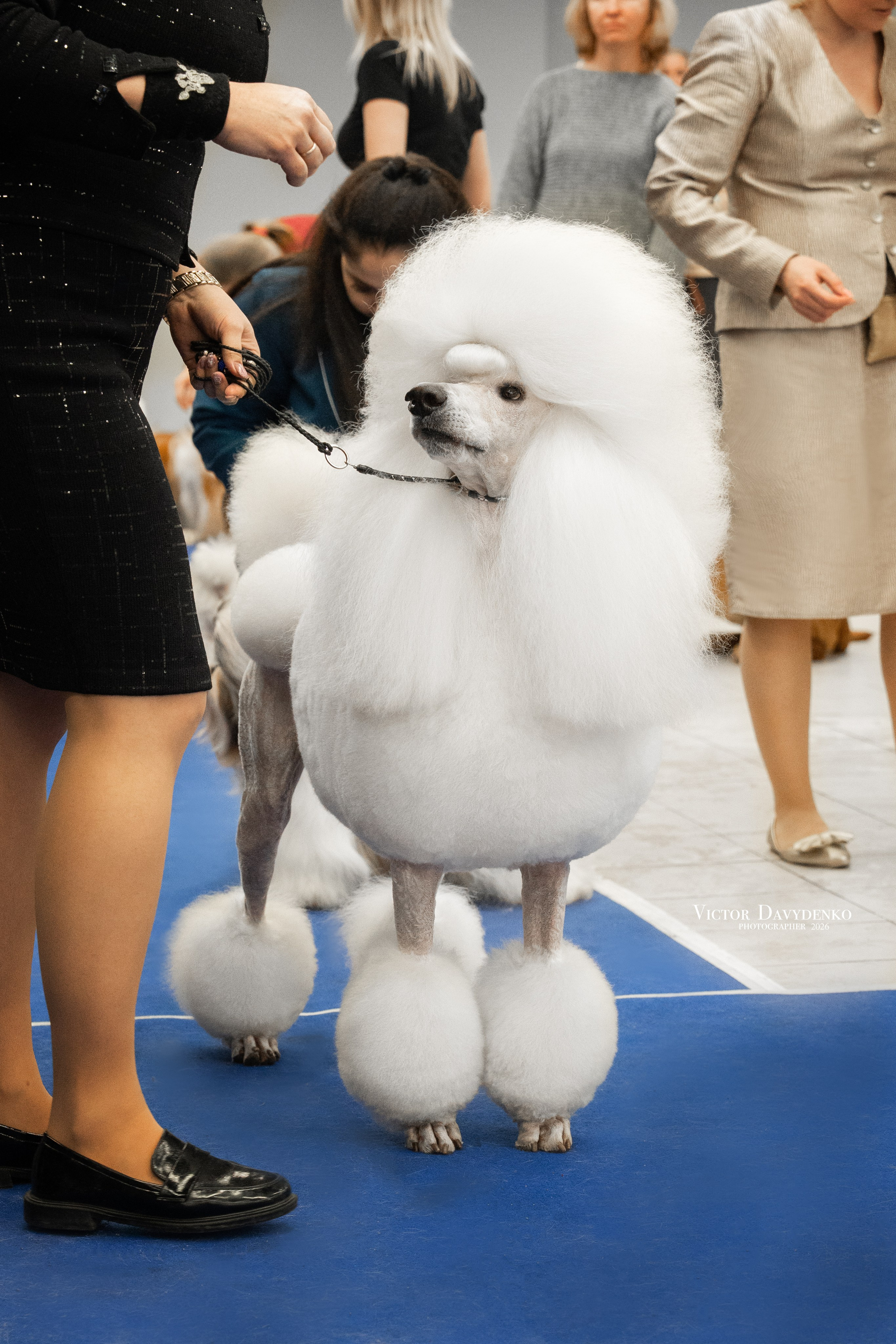  фотограф анималист краснодар выставка собак дог шоу