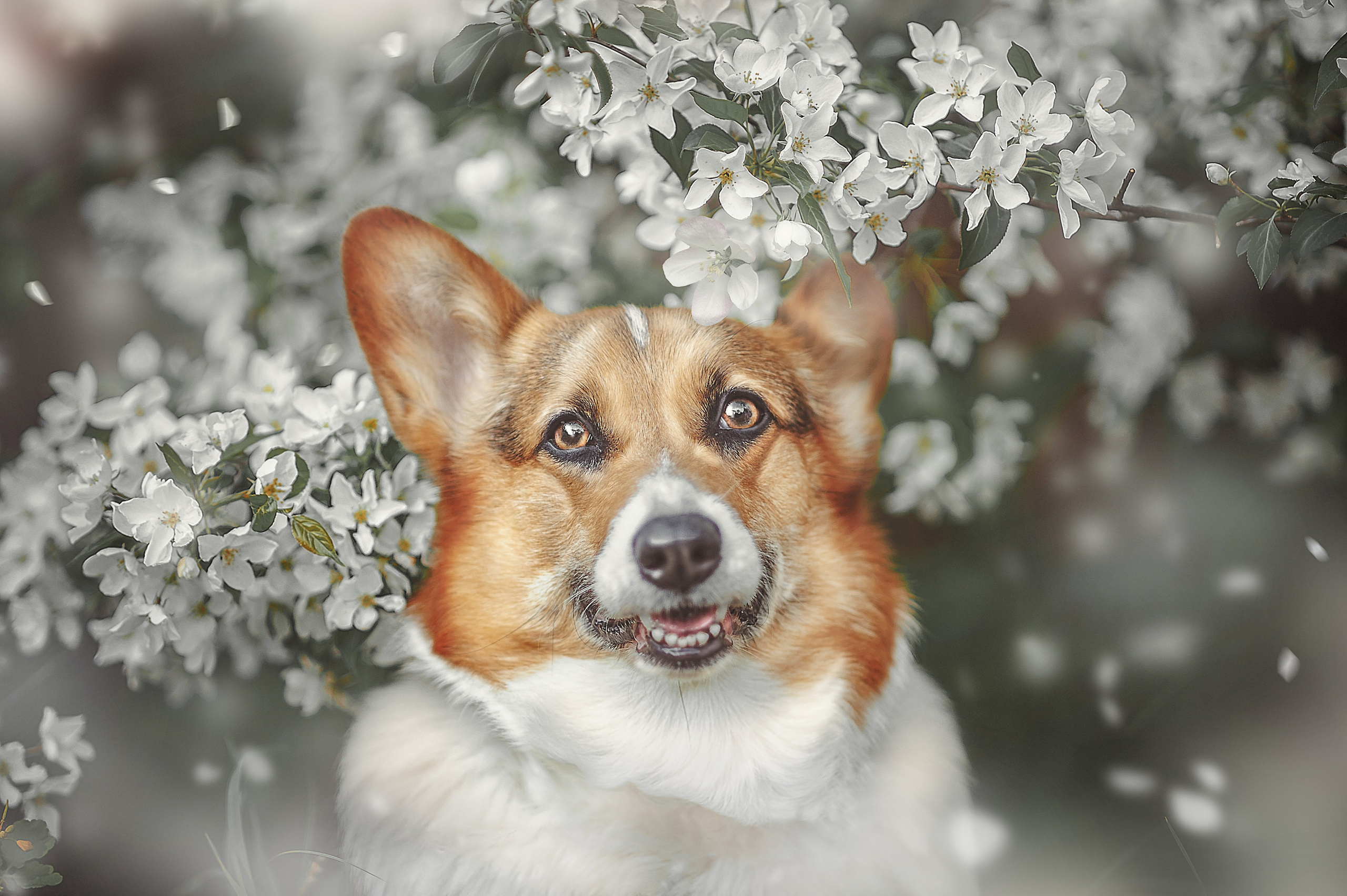 Фотосессия животных в Ижевских, фотограф животных. Детский, семейный фотограф в Ижевске и Москве Аксинья Лысенкова ADEN