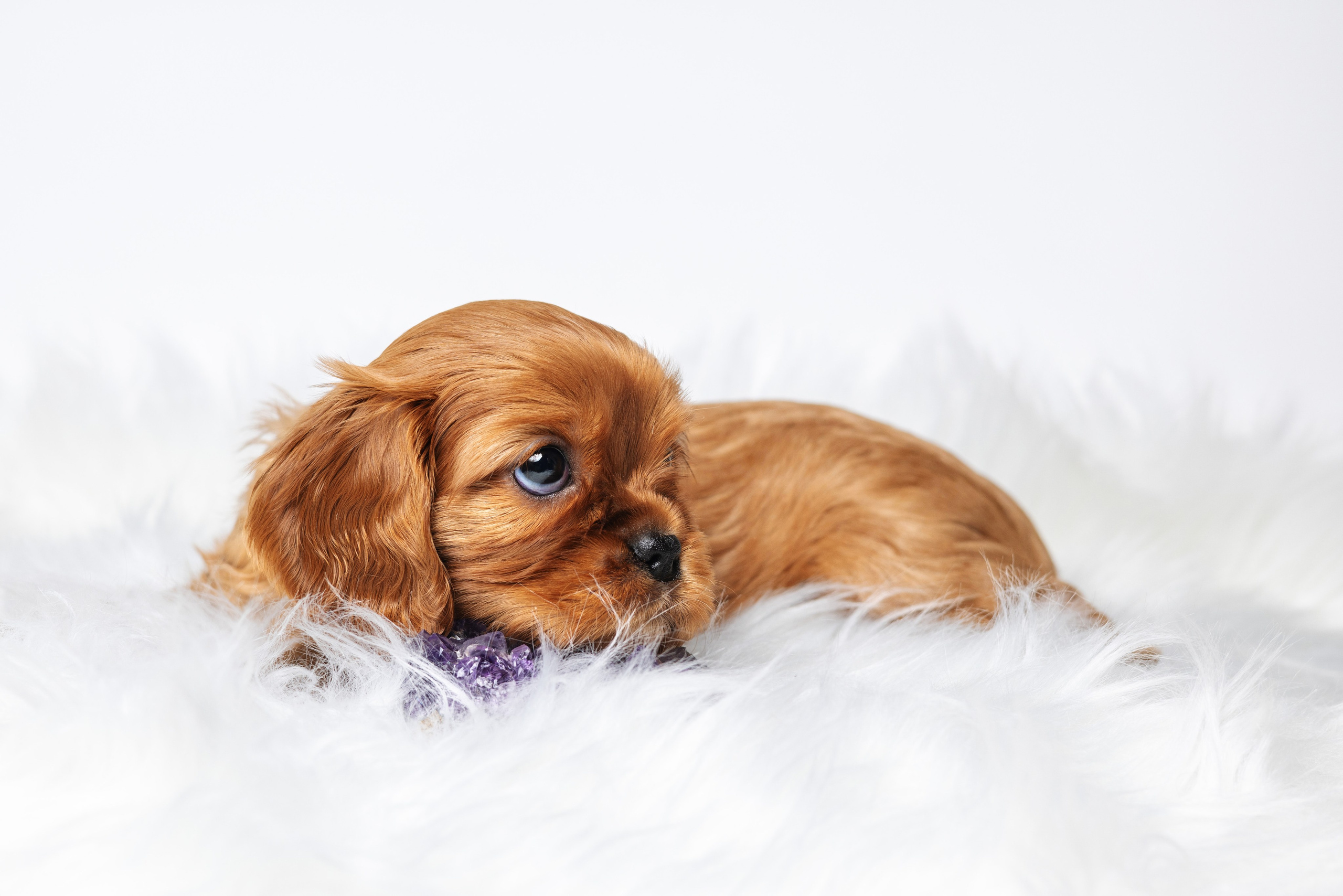 ККЧС. Фотограф анималист Осипчикова Мария