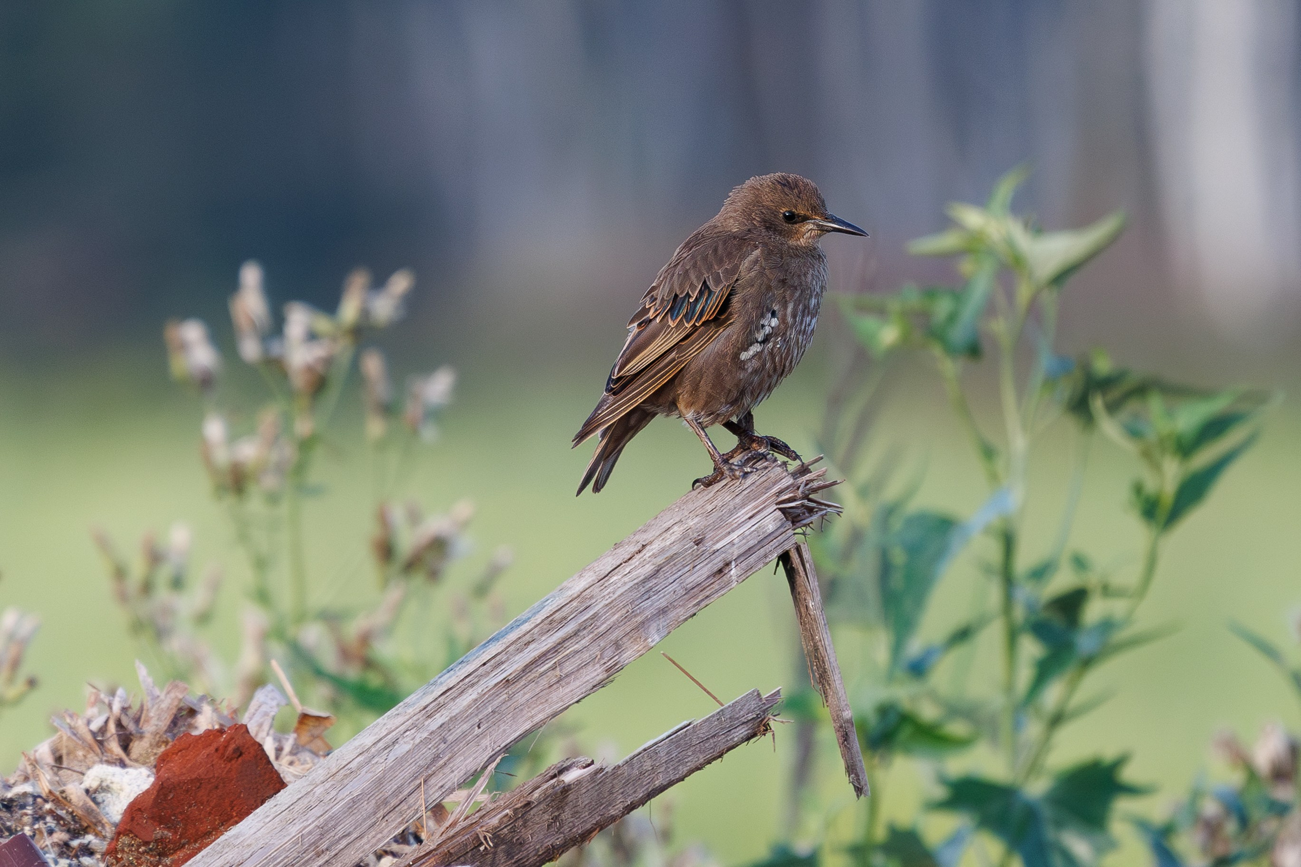 Птицы Москворецкого пойменного заказника. Птицы парков г. Люберцы