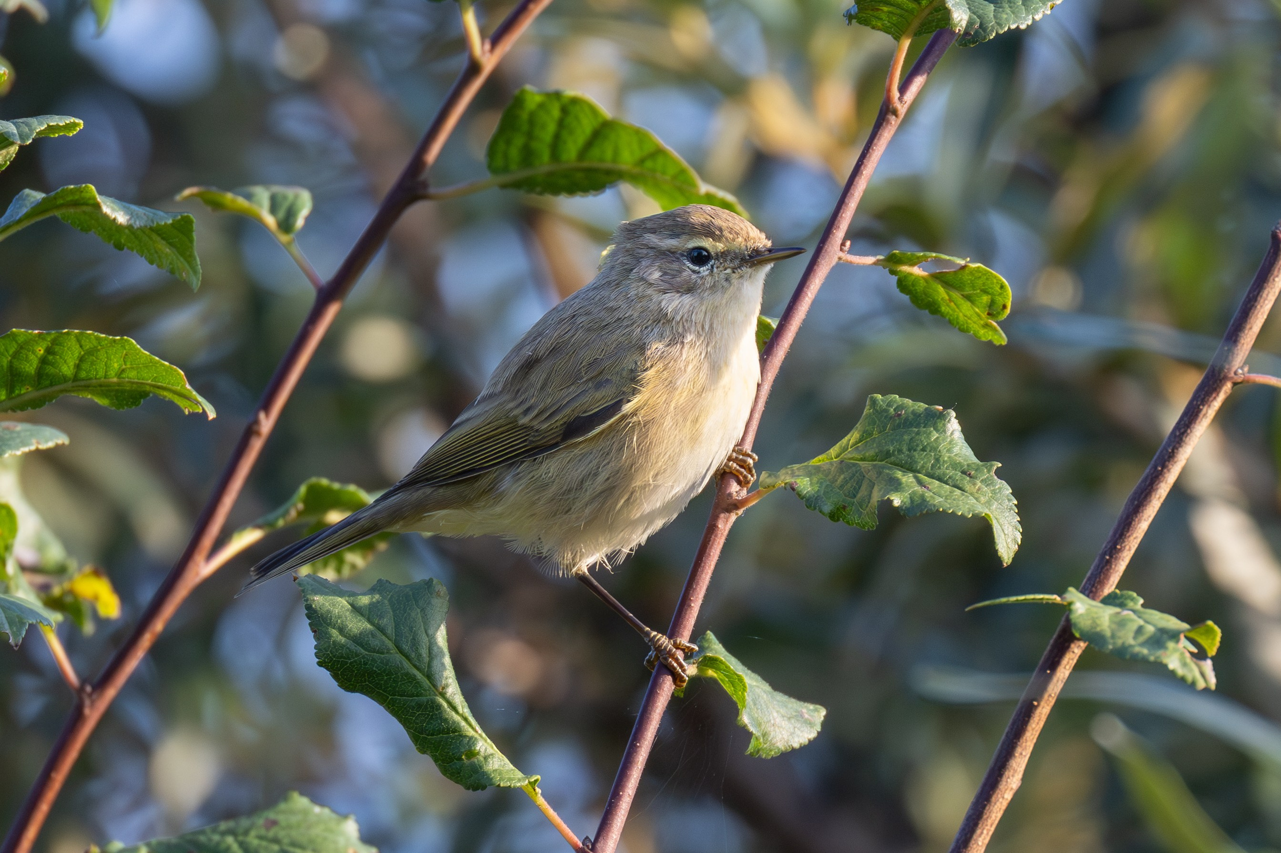 Птицы СНТ «Подлесье». Птицы парков г. Люберцы