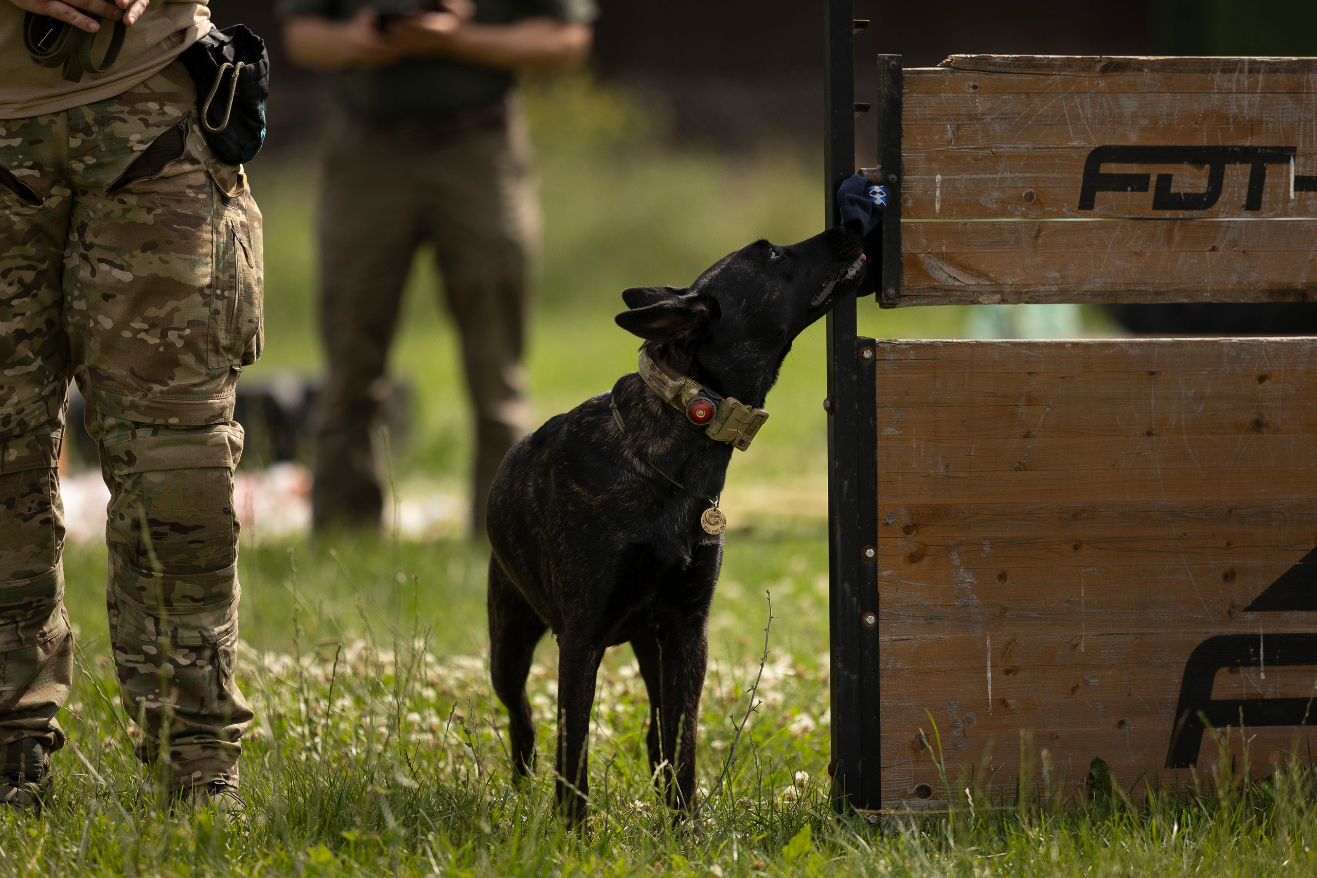 Семинар по поиску ВВ. Фотограф анималист, семейный фотограф, фотограф собак Комратова Мария. г. Москва