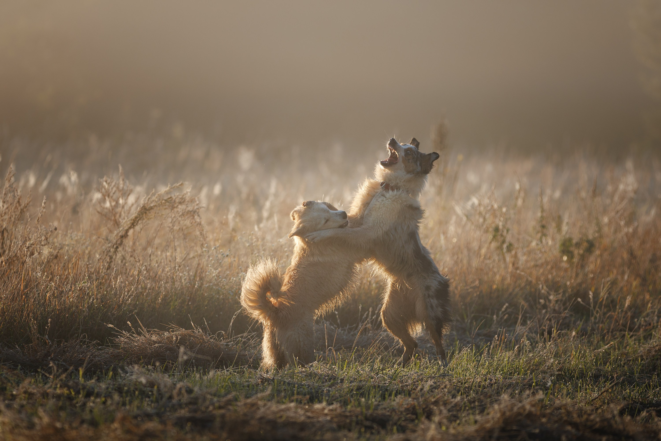 На природе и в городе. Фотограф-анималист в Калуге Мария Шерскова