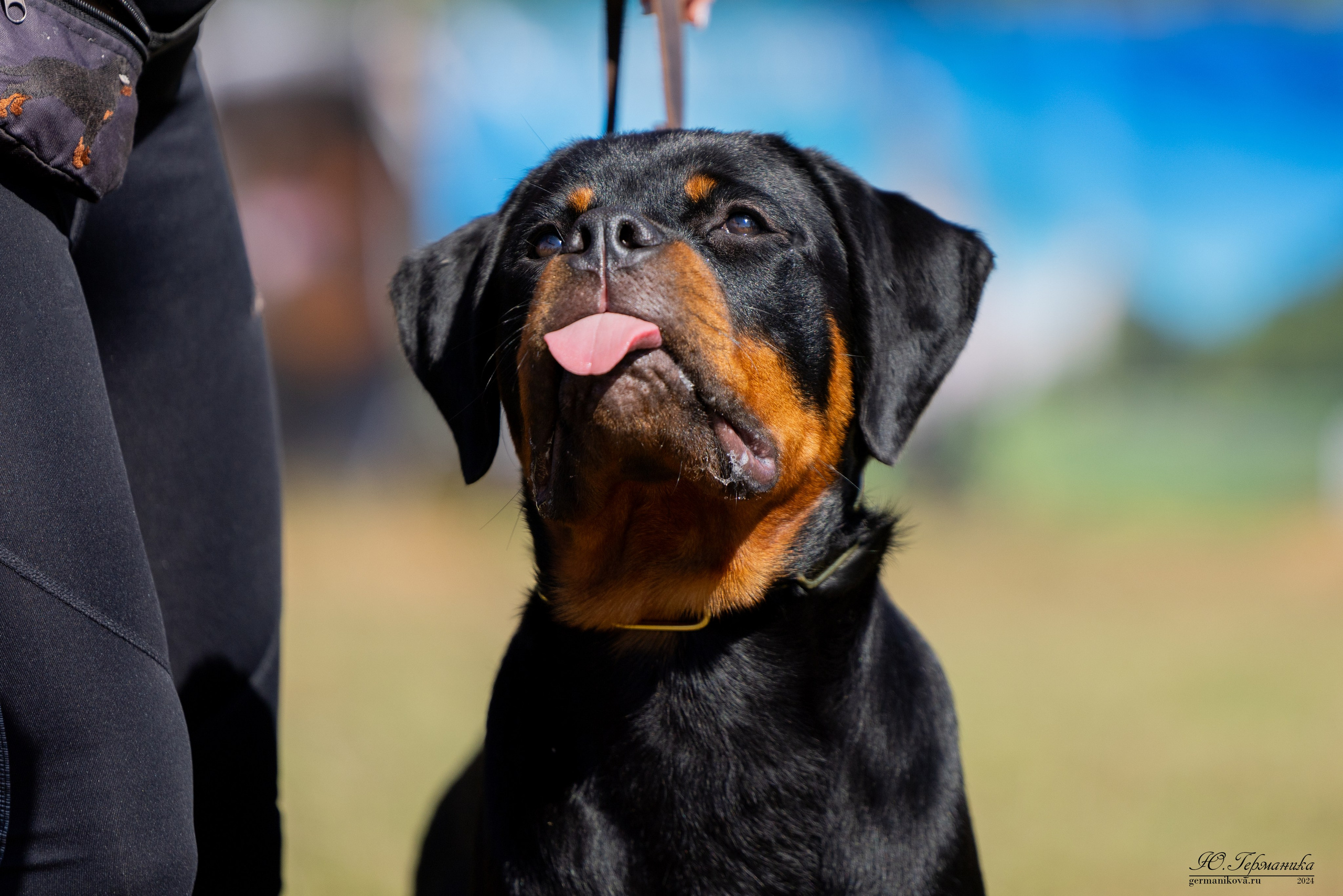 ПК и КЧК ротвейлеры Тверь 6-7.07.2024. Фотограф-анималист Юлия Германика