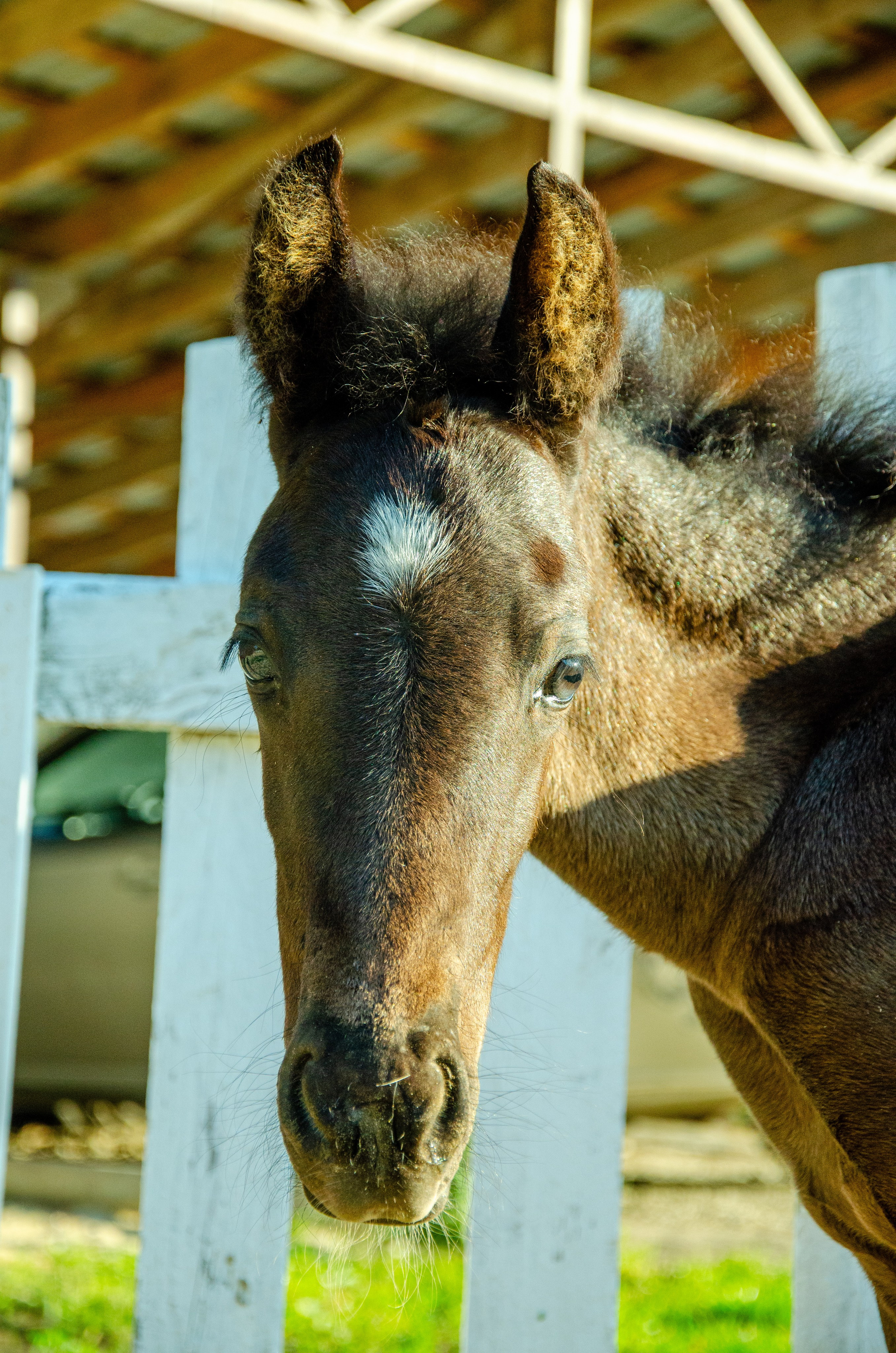 Лошади. Мультифотограф Виктория Лихоманова