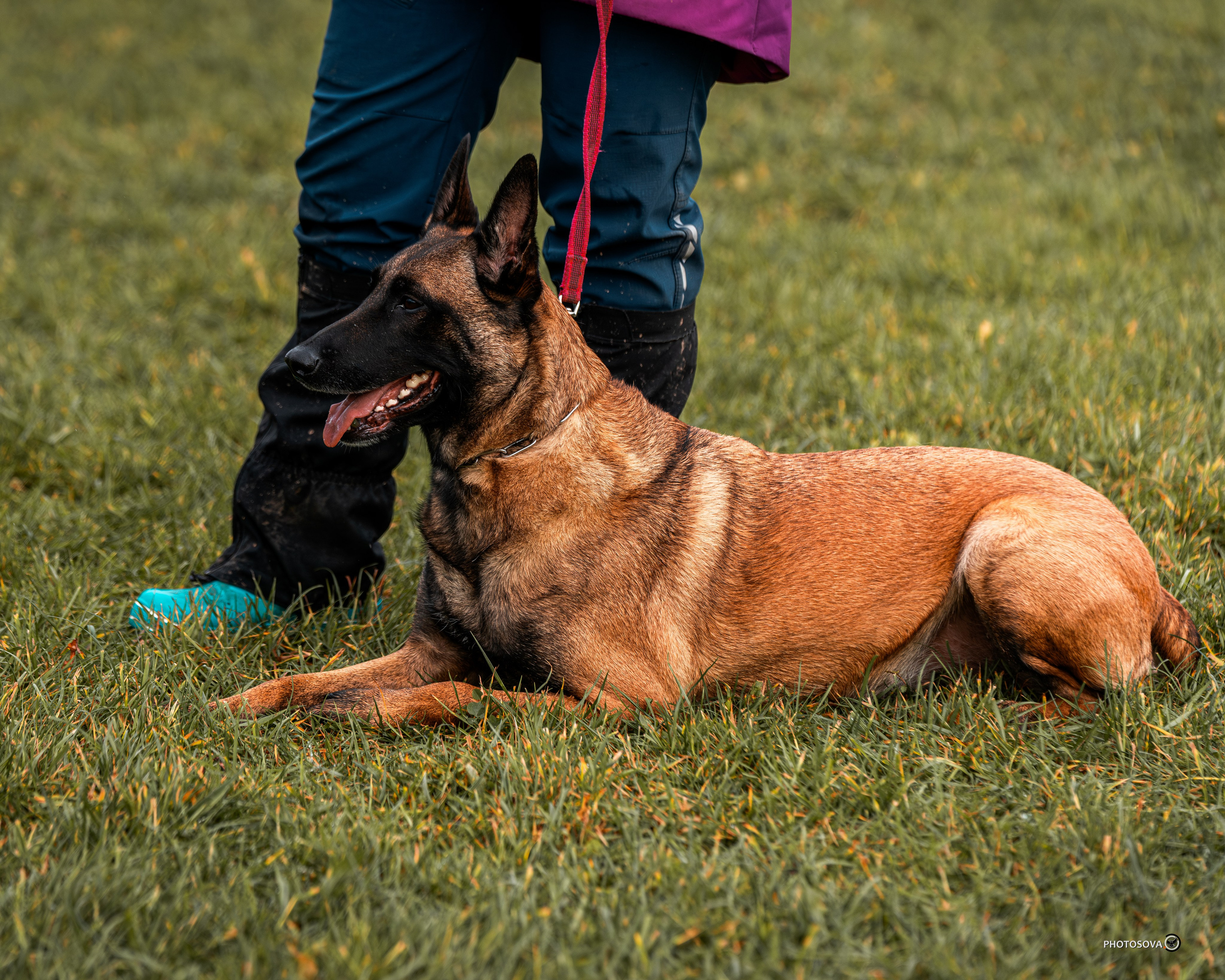МЫ — КОМАНДА (соревнования) OKD, BH, IBGH, IGP. Фотограф-анималист, семейный фотограф в Москве и Подмосковье. Фотосъёмка кинологических дисциплин