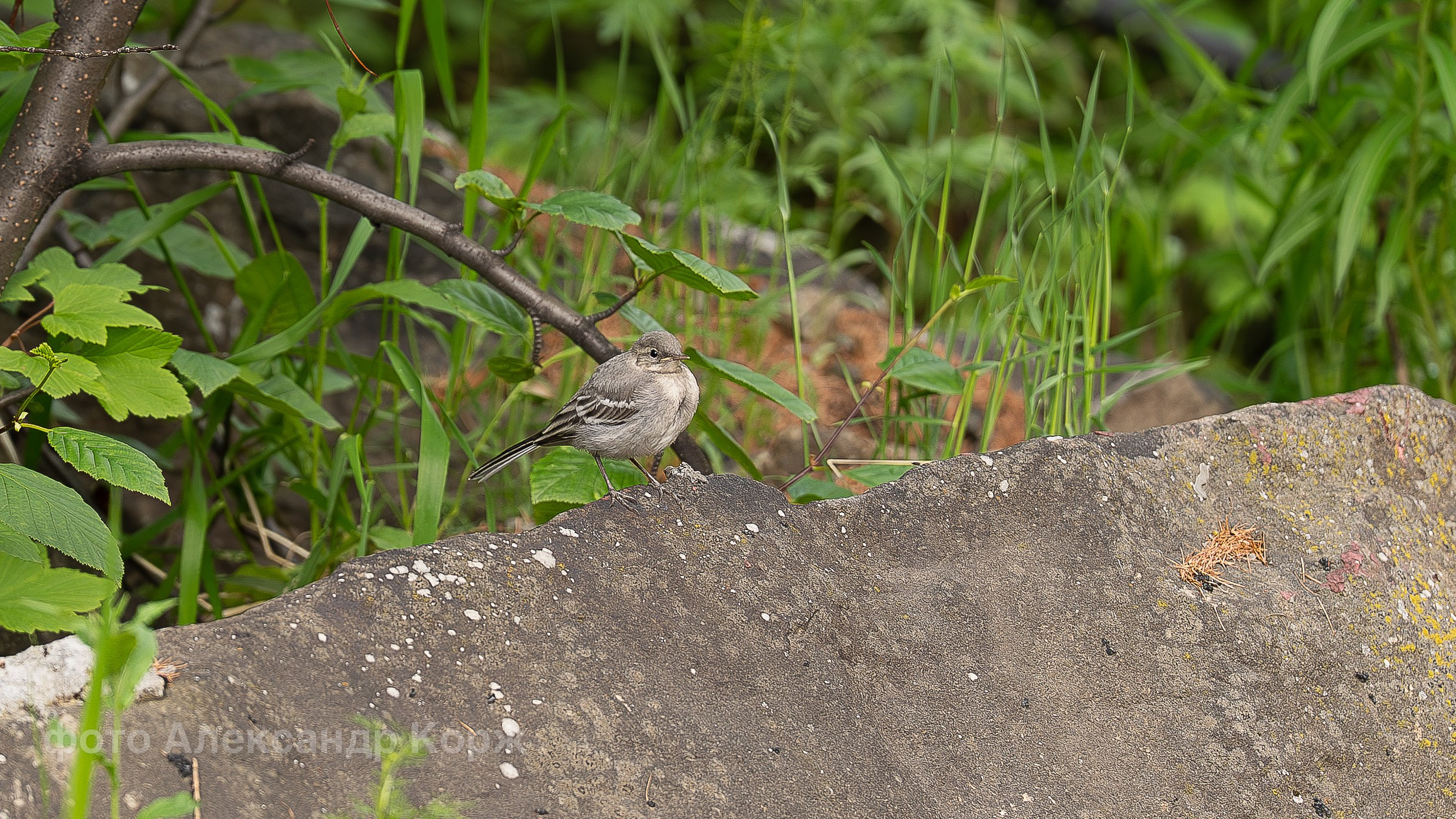 Животные. Фотографии и видеосъемка, Айхал, Удачный, Якутия. Фотографии Айхал