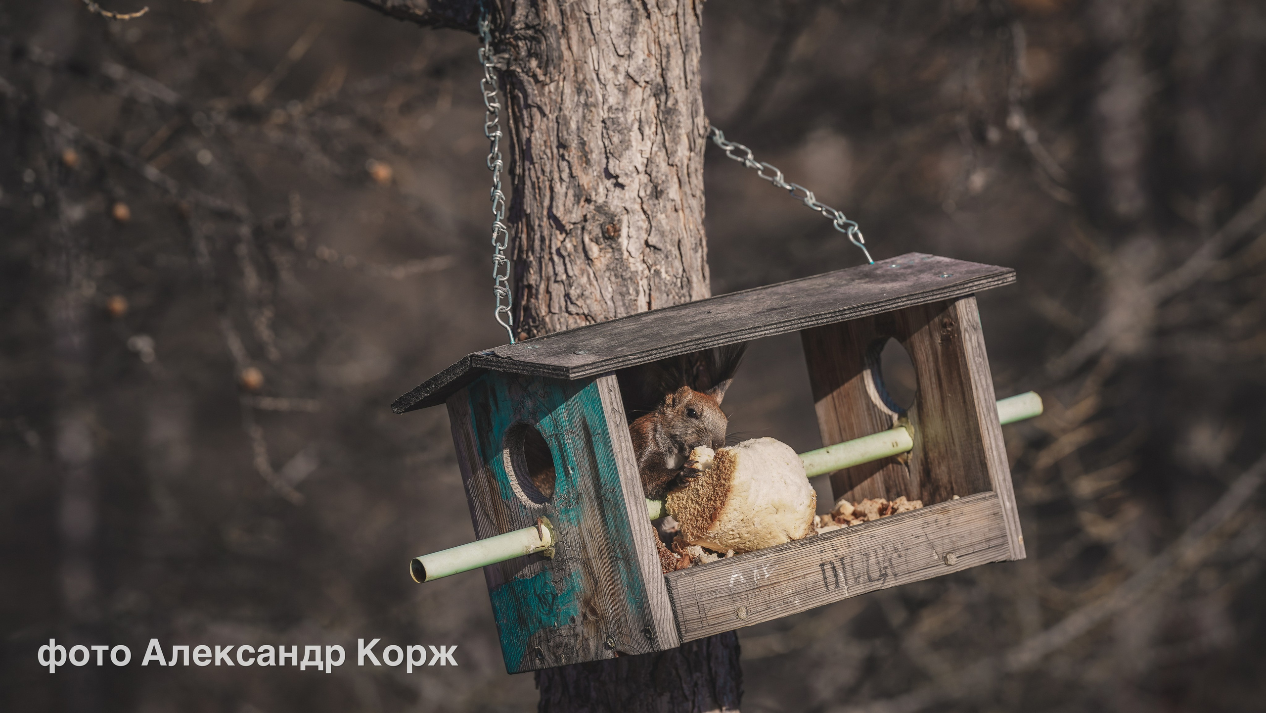 Животные. Фотографии и видеосъемка, Айхал, Удачный, Якутия. Фотографии Айхал