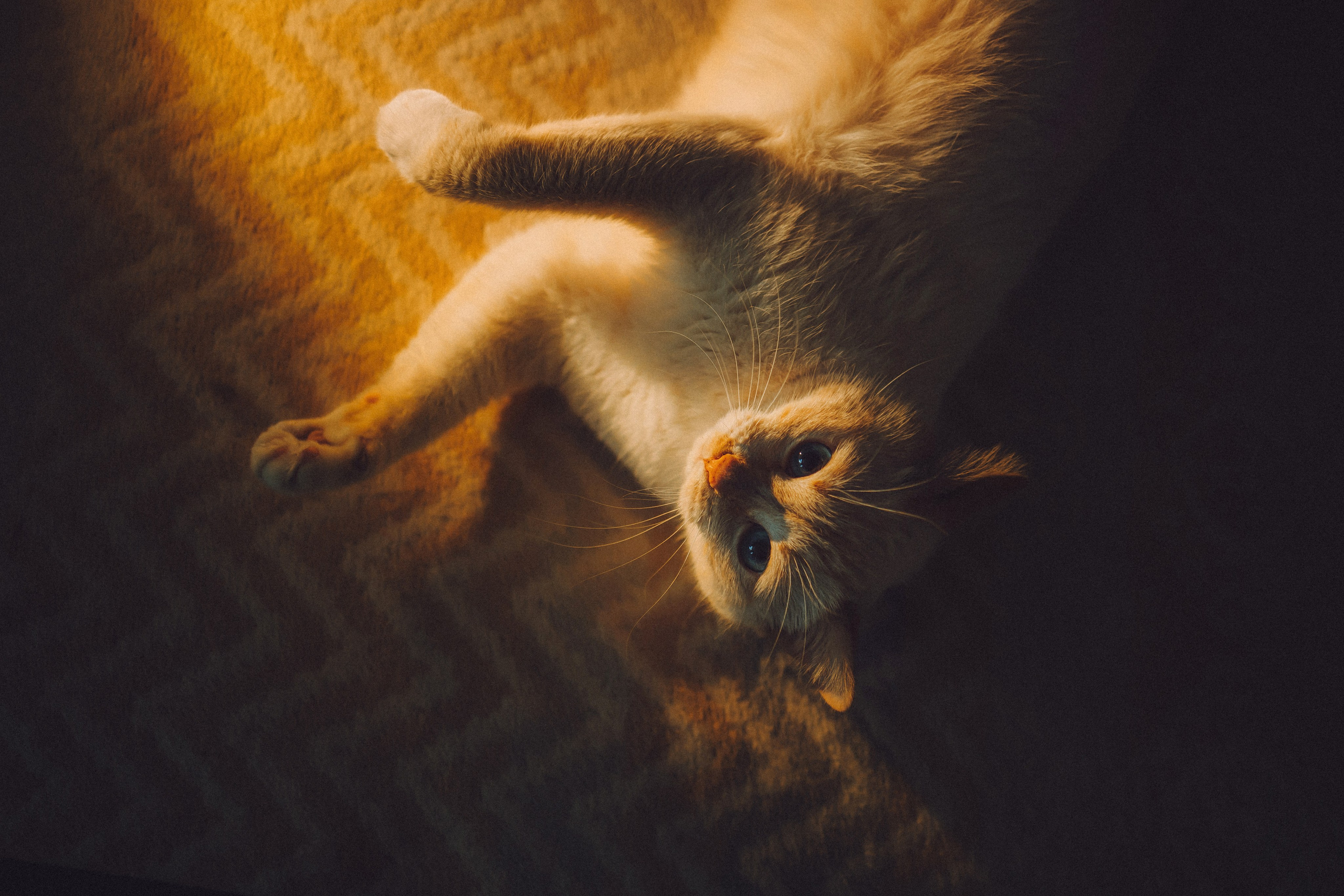 Топик и его семья