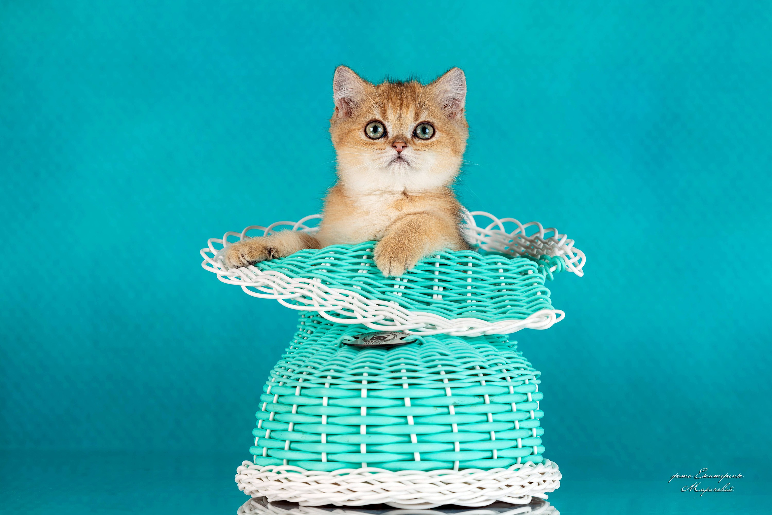 Стендовая съёмка на выставках кошек. Фотограф-анималист в Омске Екатерина Маричева