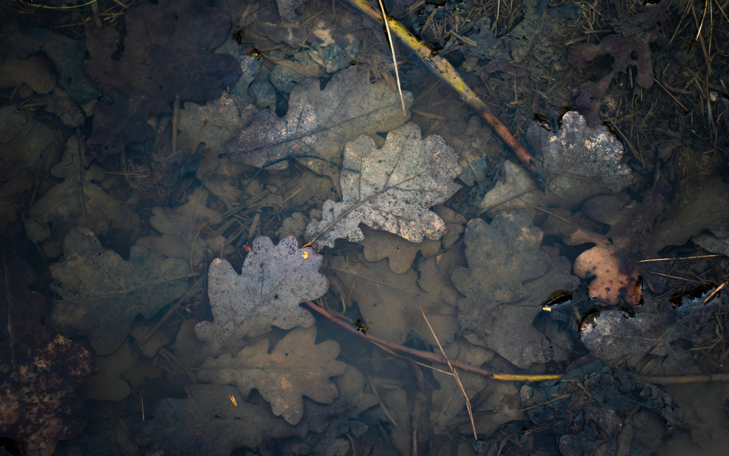 Из наблюдений. Плак или Квак