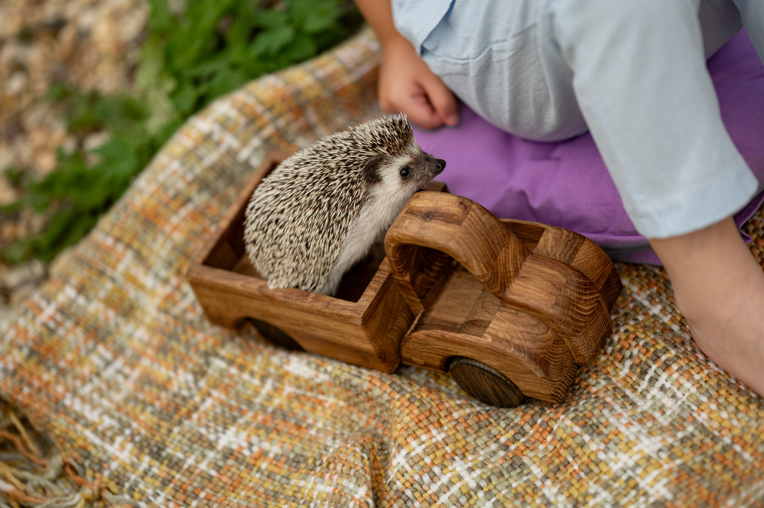 фото в лаванде