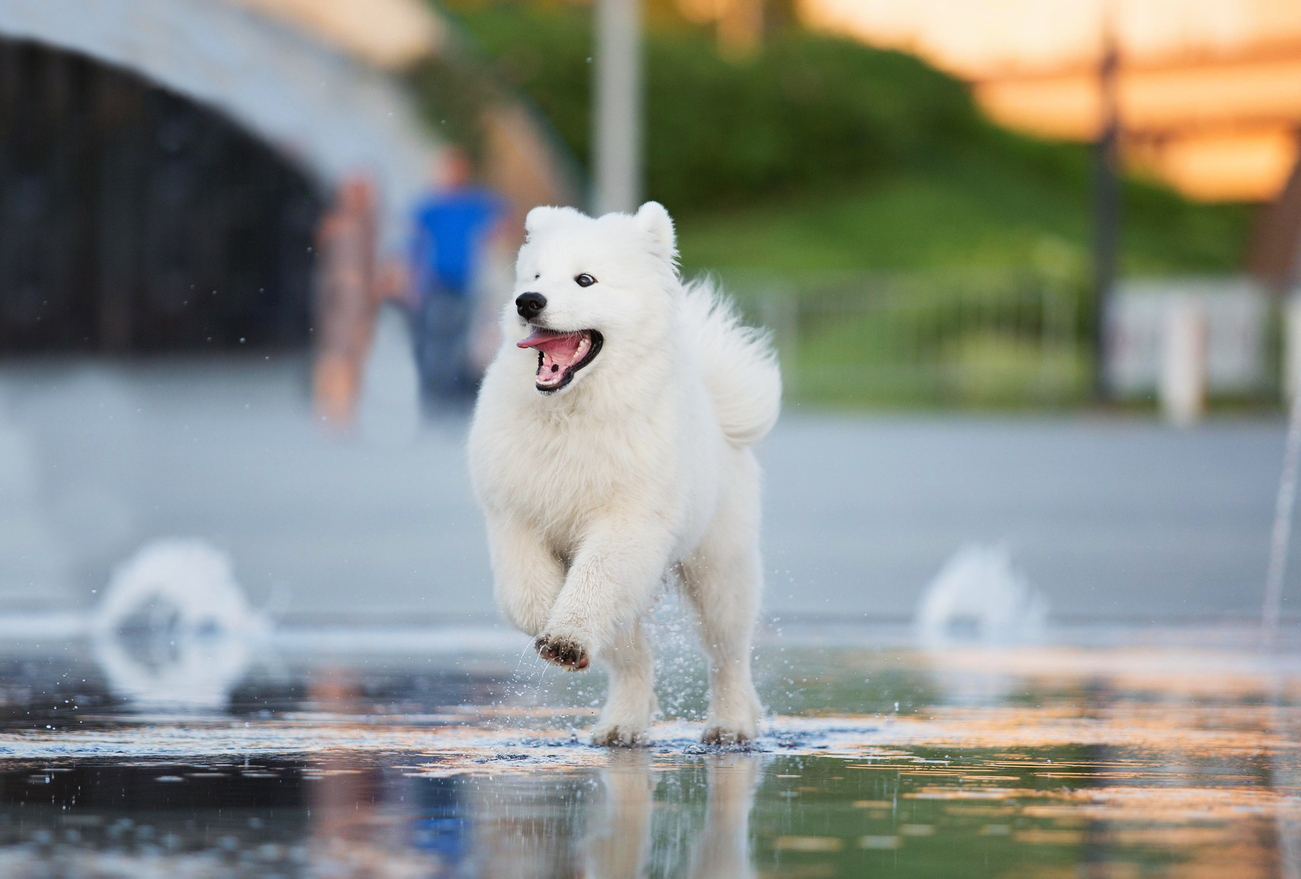 Анастасия, Евгений и самоед Ройс. Https://moshkovaphoto.ru/