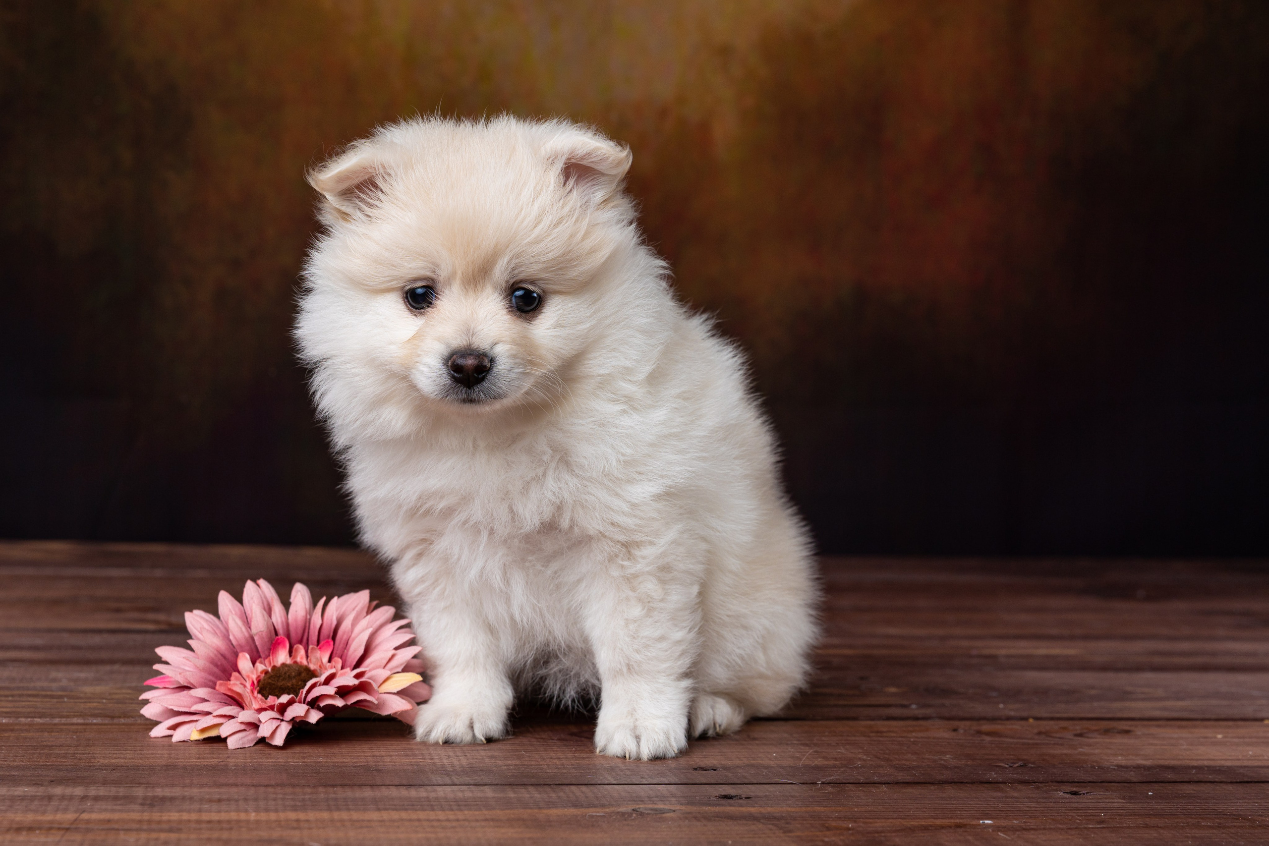 Фотографии собак и щенят. Фотограф Ирина Бобрешова. Коряжма