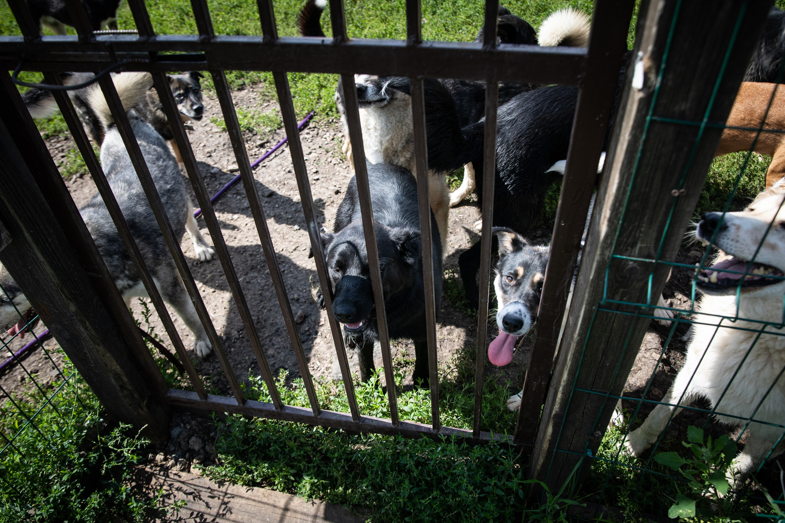 Приют — Наш дом. Репортажный и свадебный фотограф в Челябинске Елисеев Павел
